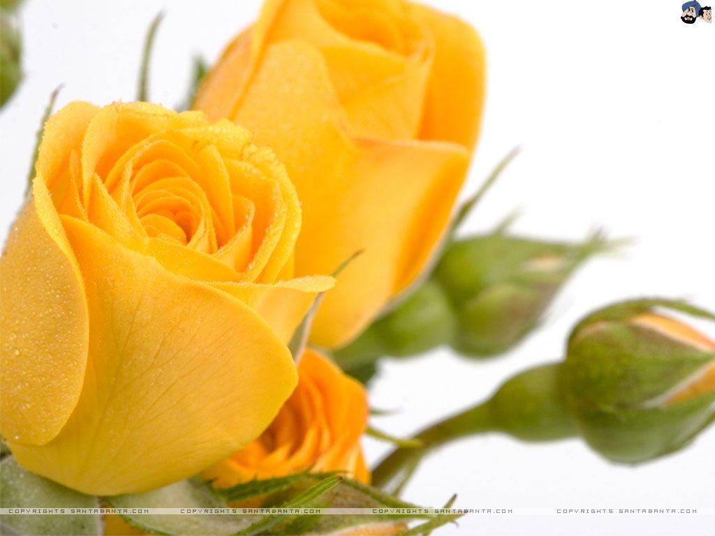 1024x768 Roses Rose Wallpaper Download HD Wallpaper