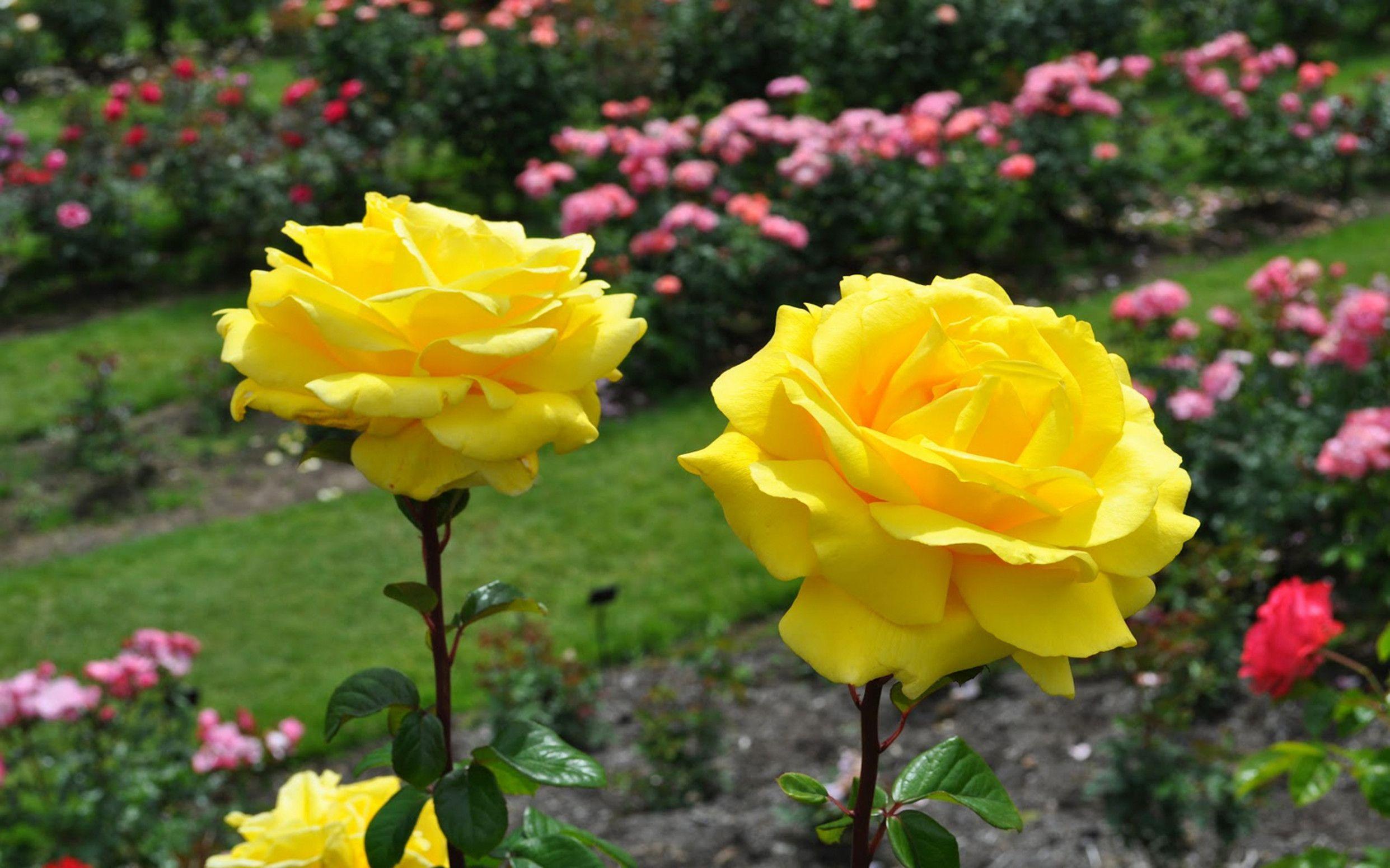 2483x1552 Most Beautiful Yellow Roses Wallpaper15 Morning Romantic Rose Wallpaper & Background Download
