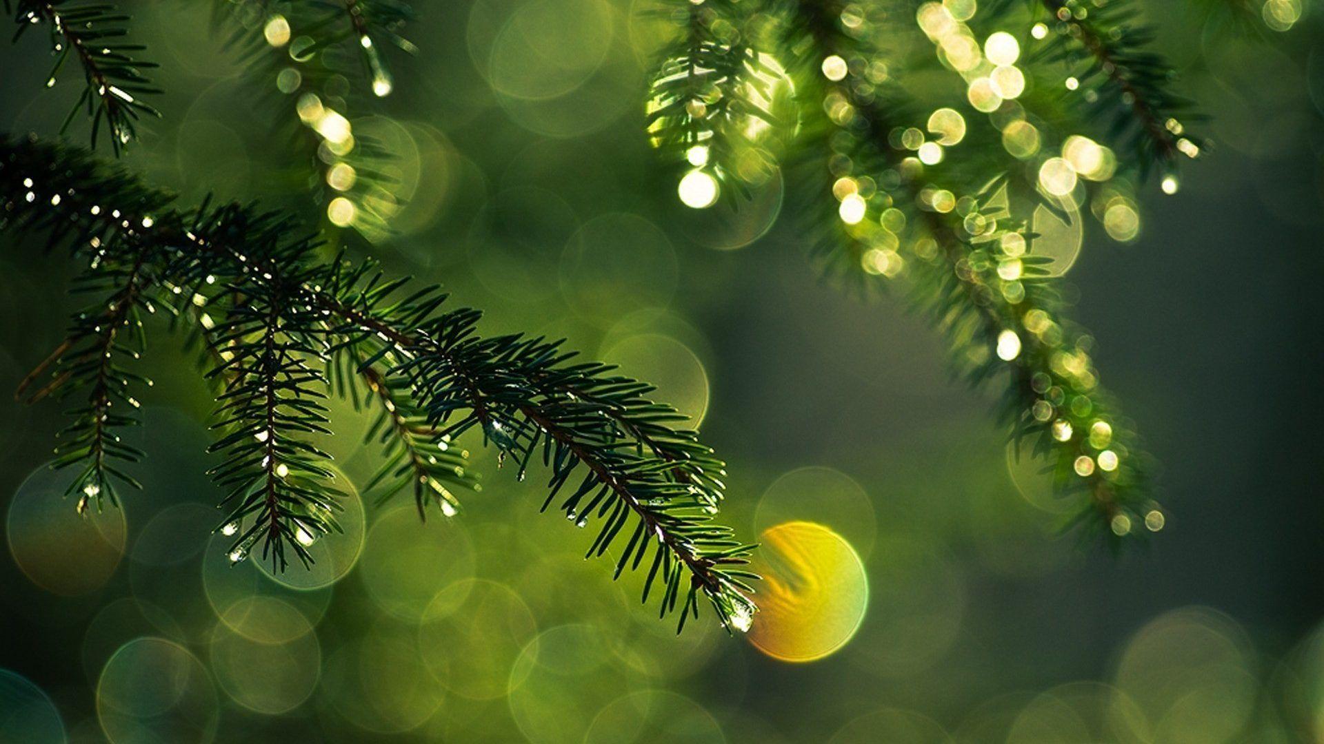 1920x1080 Misc: Bokeh Photgraphy Plant Green Nature Cool Wallpaper for HD 16