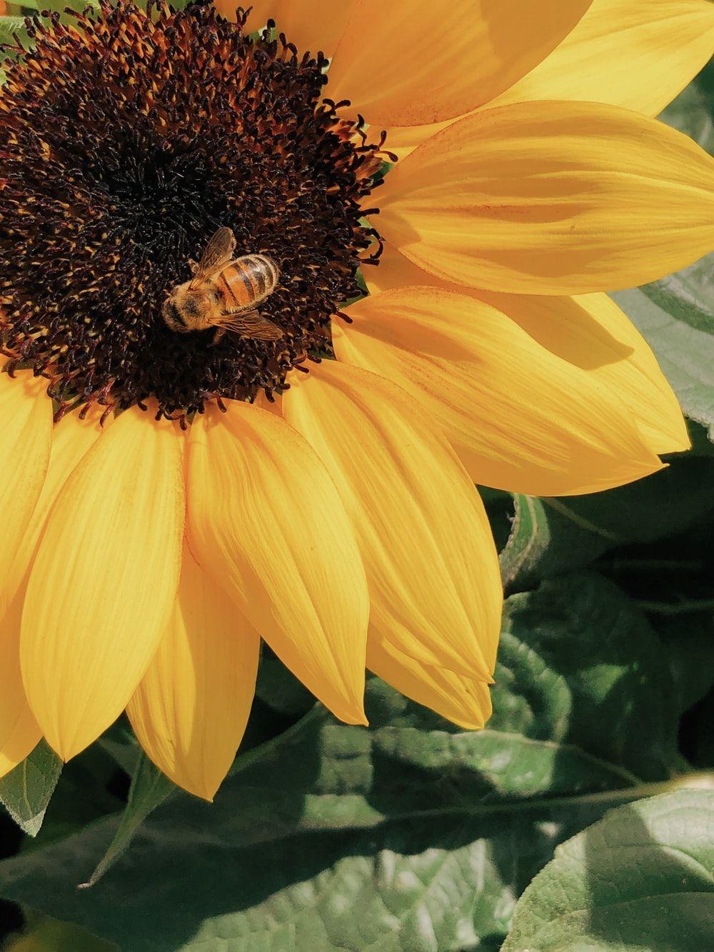 1000x1333 Sunflower Wallpaper: Free HD Download [HQ]