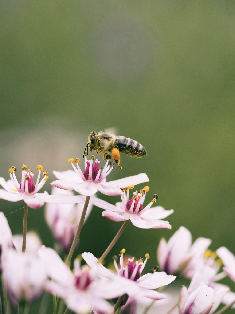 1000x1333 shallow focus photography of bee on flower photo