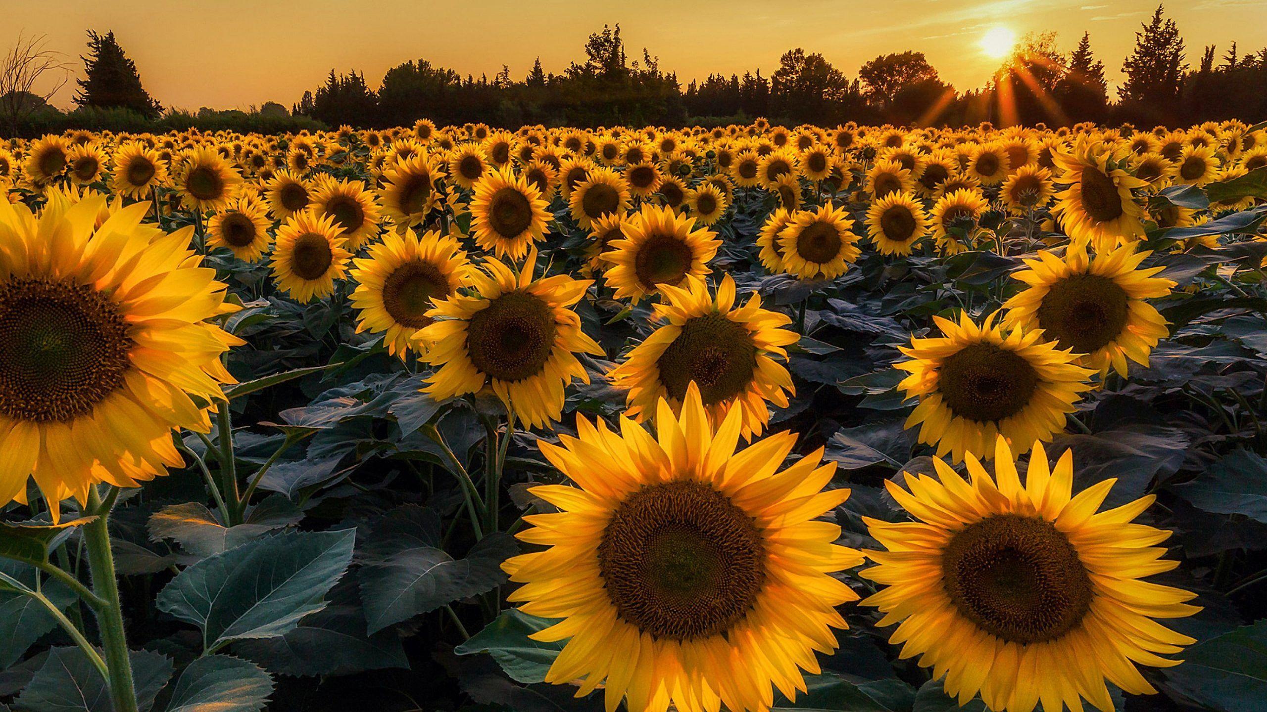 2560x1440 Sunflower, sunflower field, yellow flowers, sunflowers, blossom wallpaper • Wallpaper For You HD Wallpaper For Desktop & Mobile