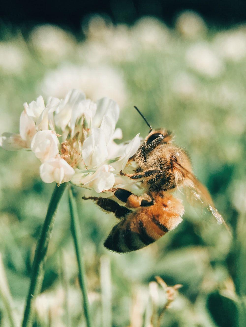 1000x1329 Bee Picture. Download Free Image