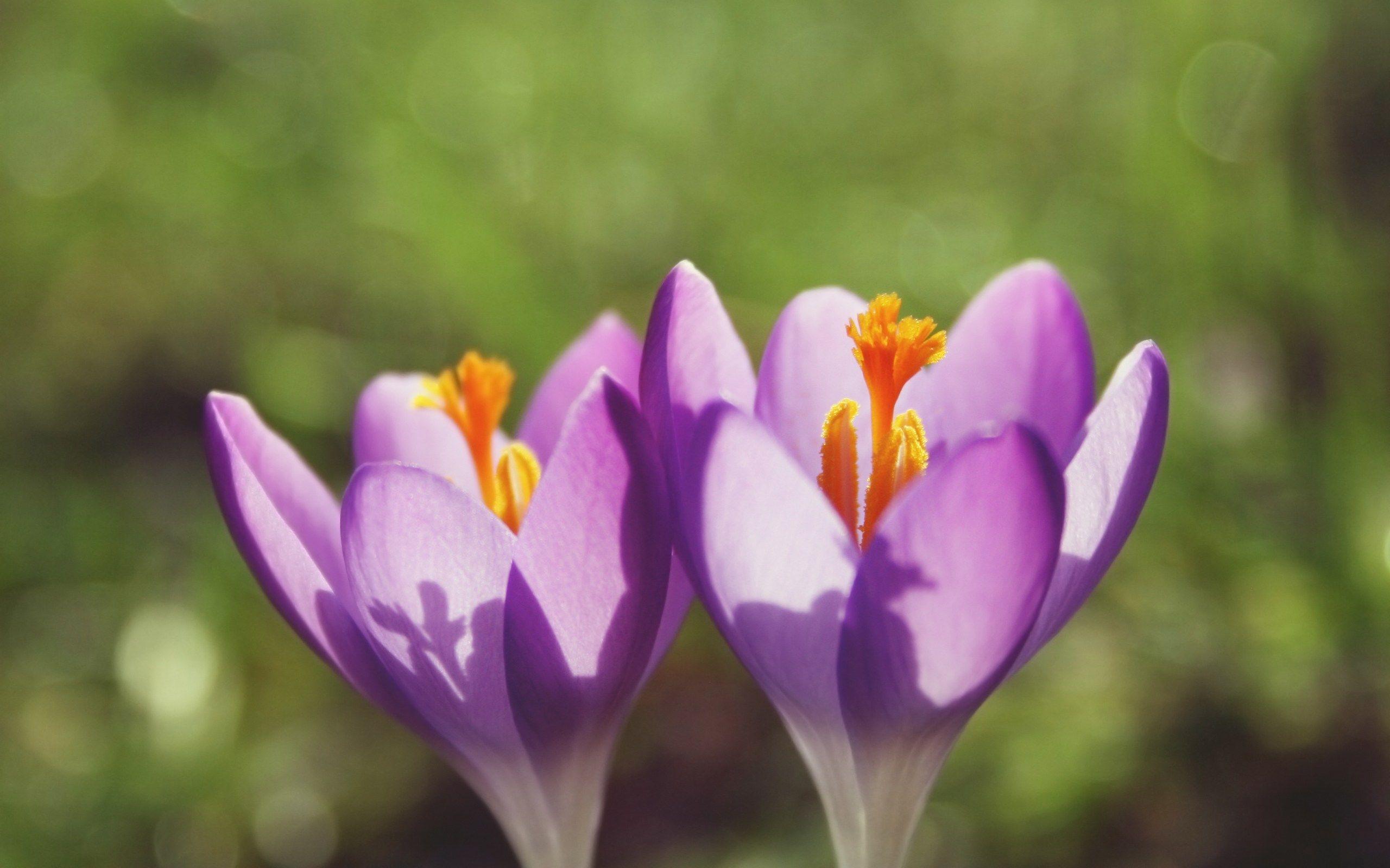 2560x1600 Unique type Flowers HD wallpaper. Free Download HD Wallpaper