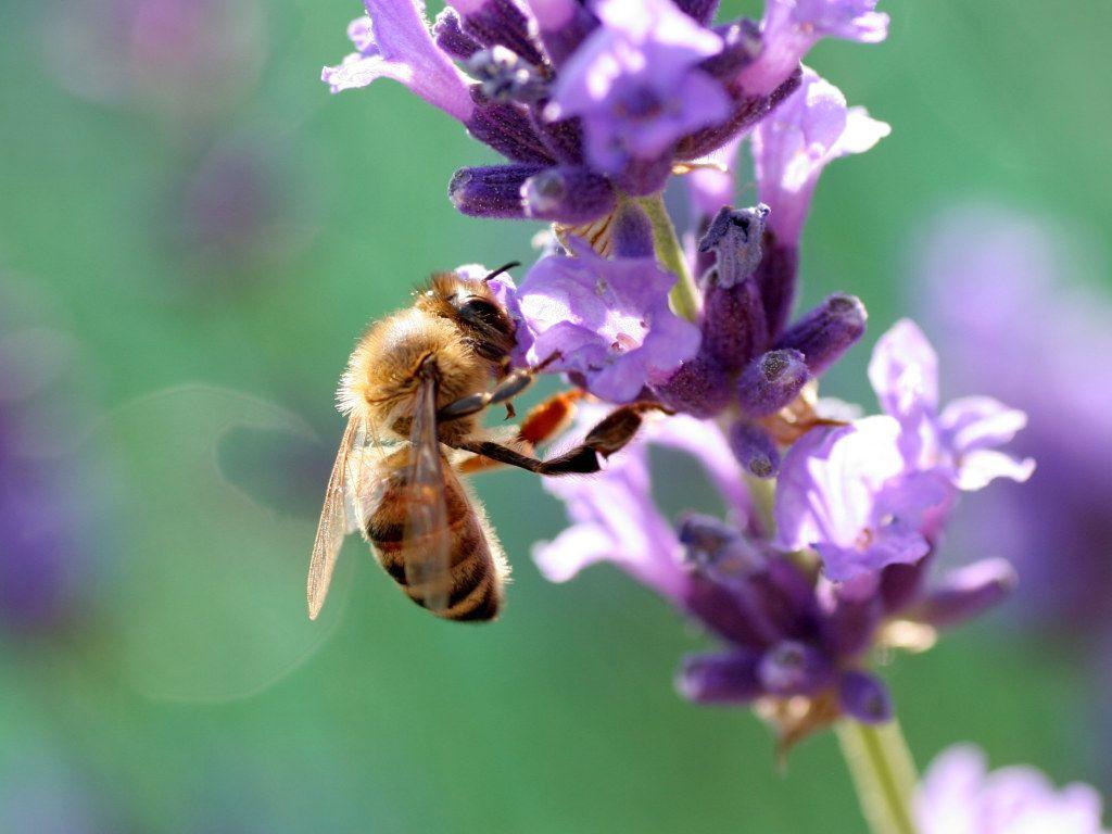 1024x768 Free download Honey Bee Wallpaper Honey Bee Wallpaper 9 [1024x768] for your Desktop, Mobile & Tablet. Explore Bees Wallpaper. Bumble Bee Wallpaper