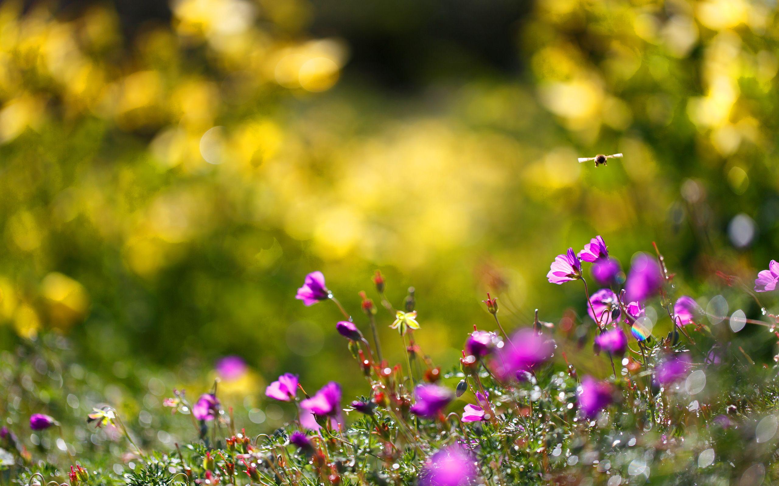 2560x1600 Summer flowers bees