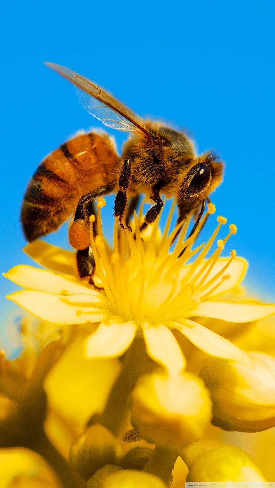 1080x1920 Honey Bee And Flowers Wallpaper & Background Download