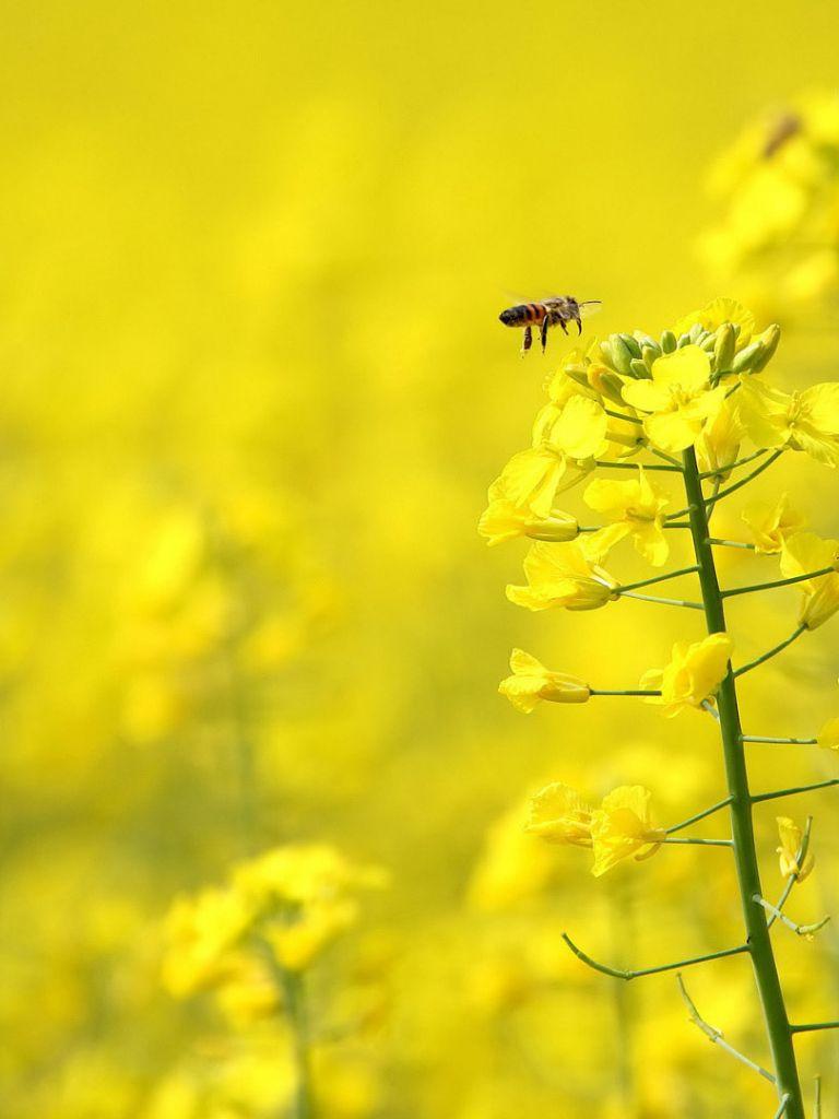 768x1024 Free download Honey bee on yellow flower wallpaper 206 [1920x1080] for your Desktop, Mobile & Tablet. Explore Honey Bee Wallpaper. Honey Bee Wallpaper for Walls, French Bee Wallpaper, Honey Bee Desktop Wallpaper