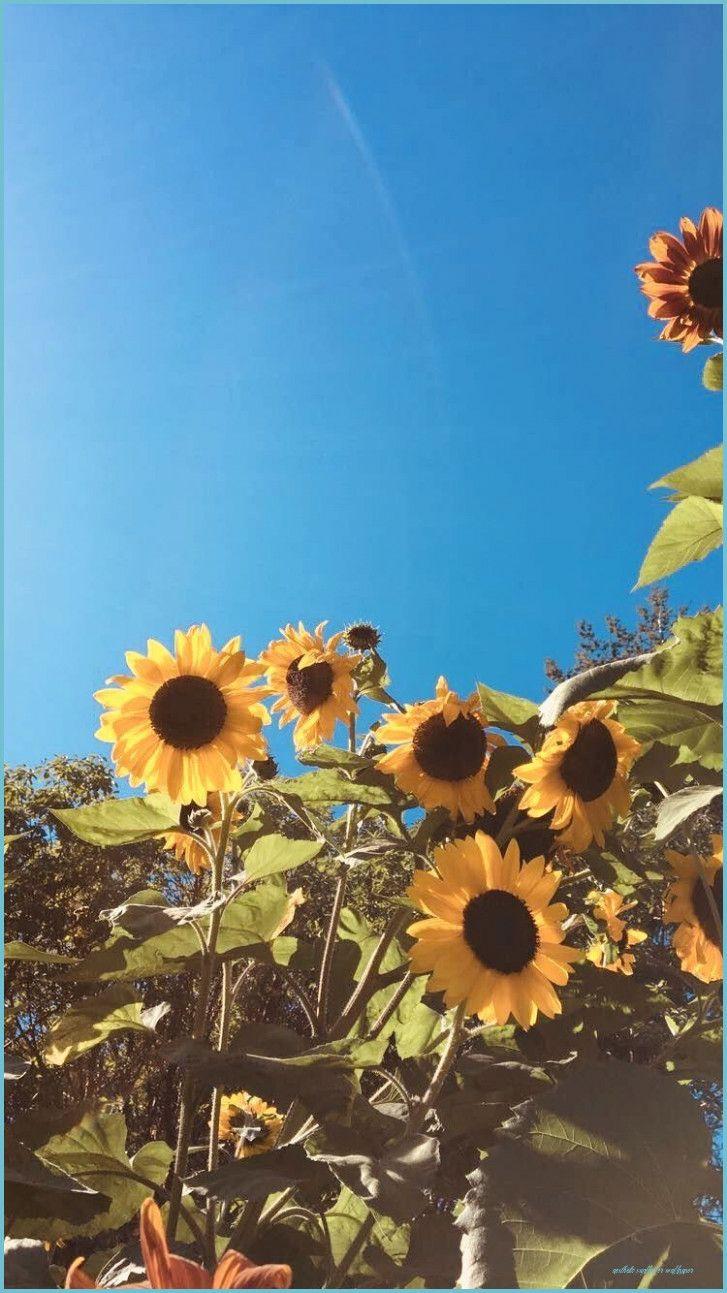 727x1293 Cute Aesthetic Sunflower Wallpaper Wallpaper8 in 8 sunflower wallpaper