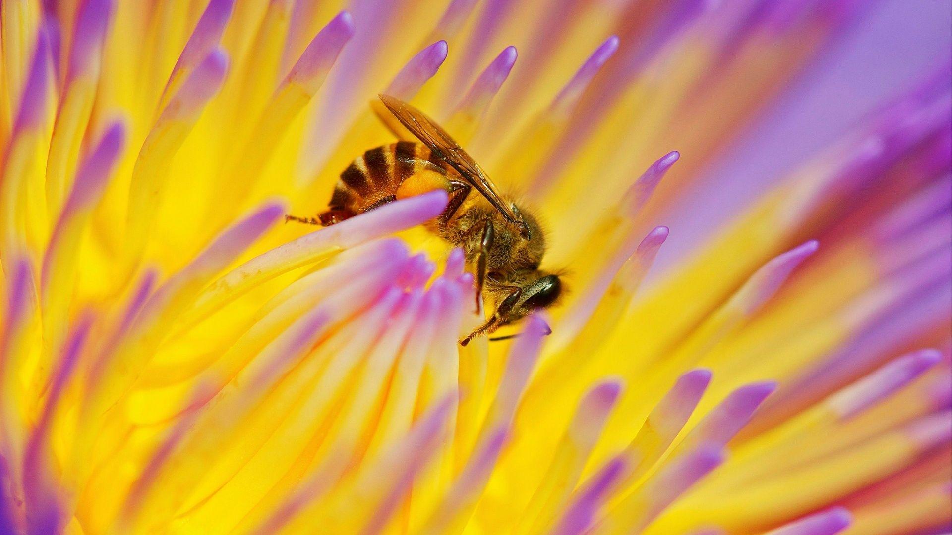 1920x1080 Beautiful Bee In Flower Wallpaper