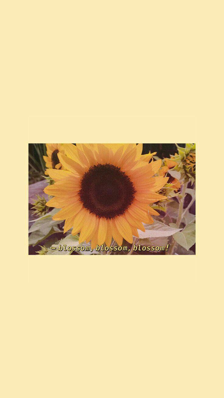 736x1308 iPhone Wallpaper Artsy Sunflower Aesthetic
