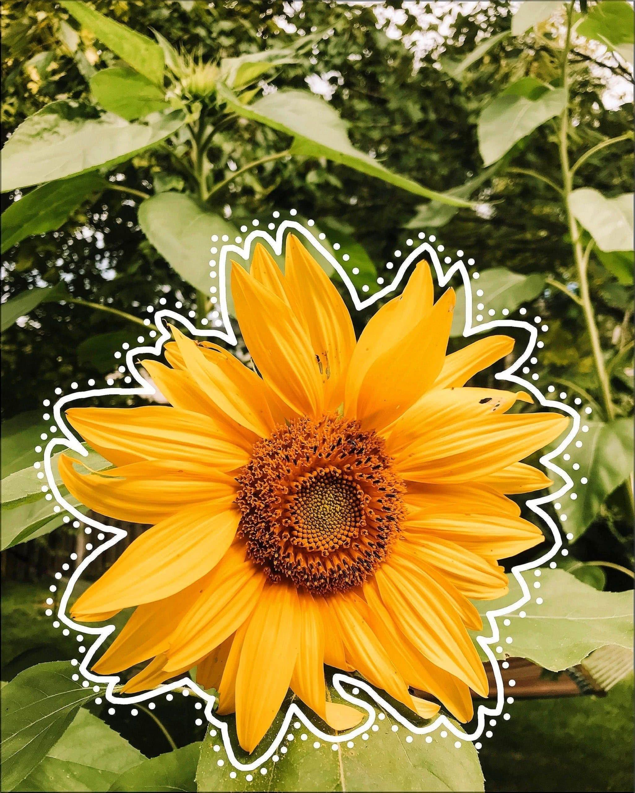 2051x2560 Normal Sunflower Wallpaper
