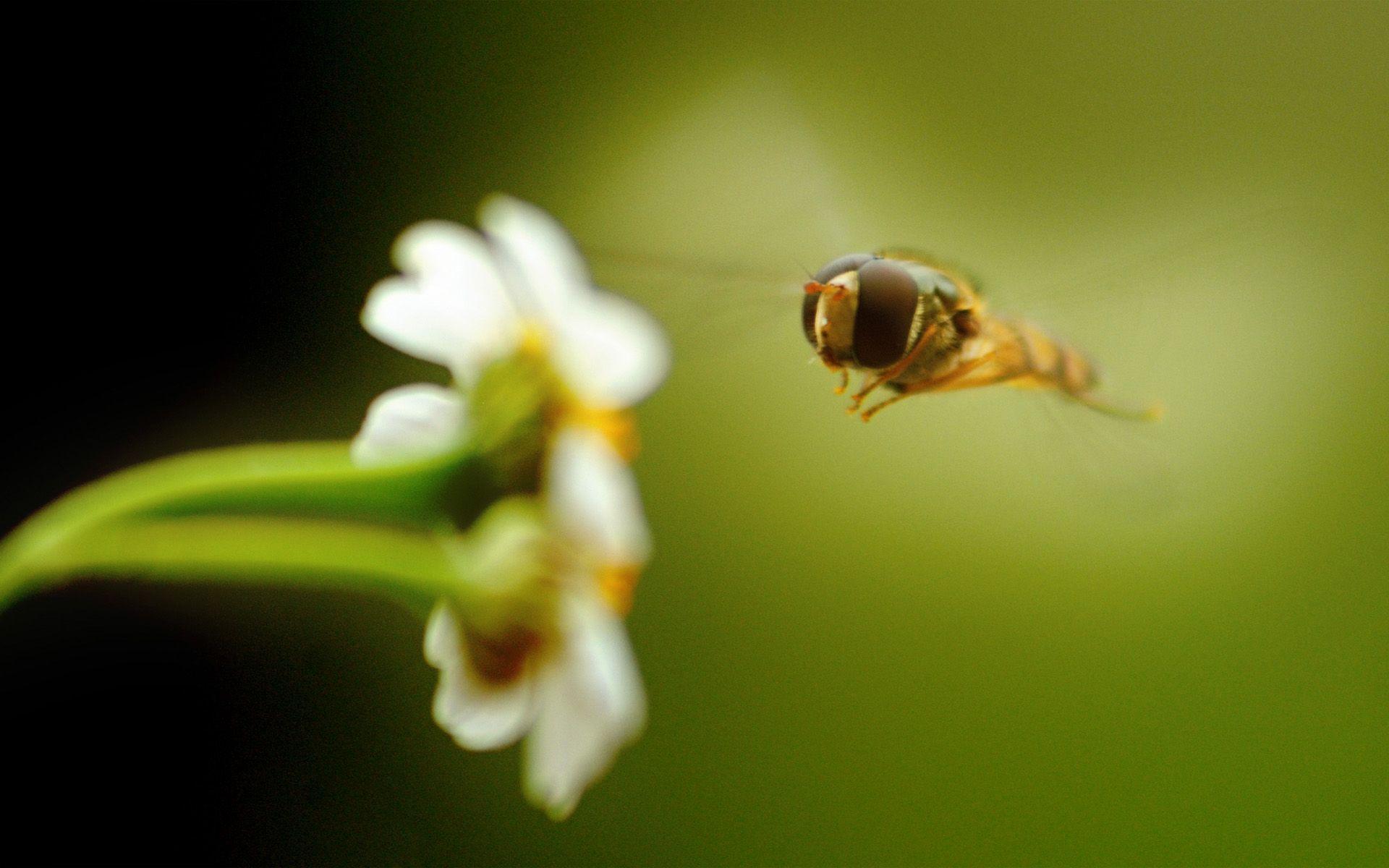 1920x1200 Bee And Flower Wallpaper