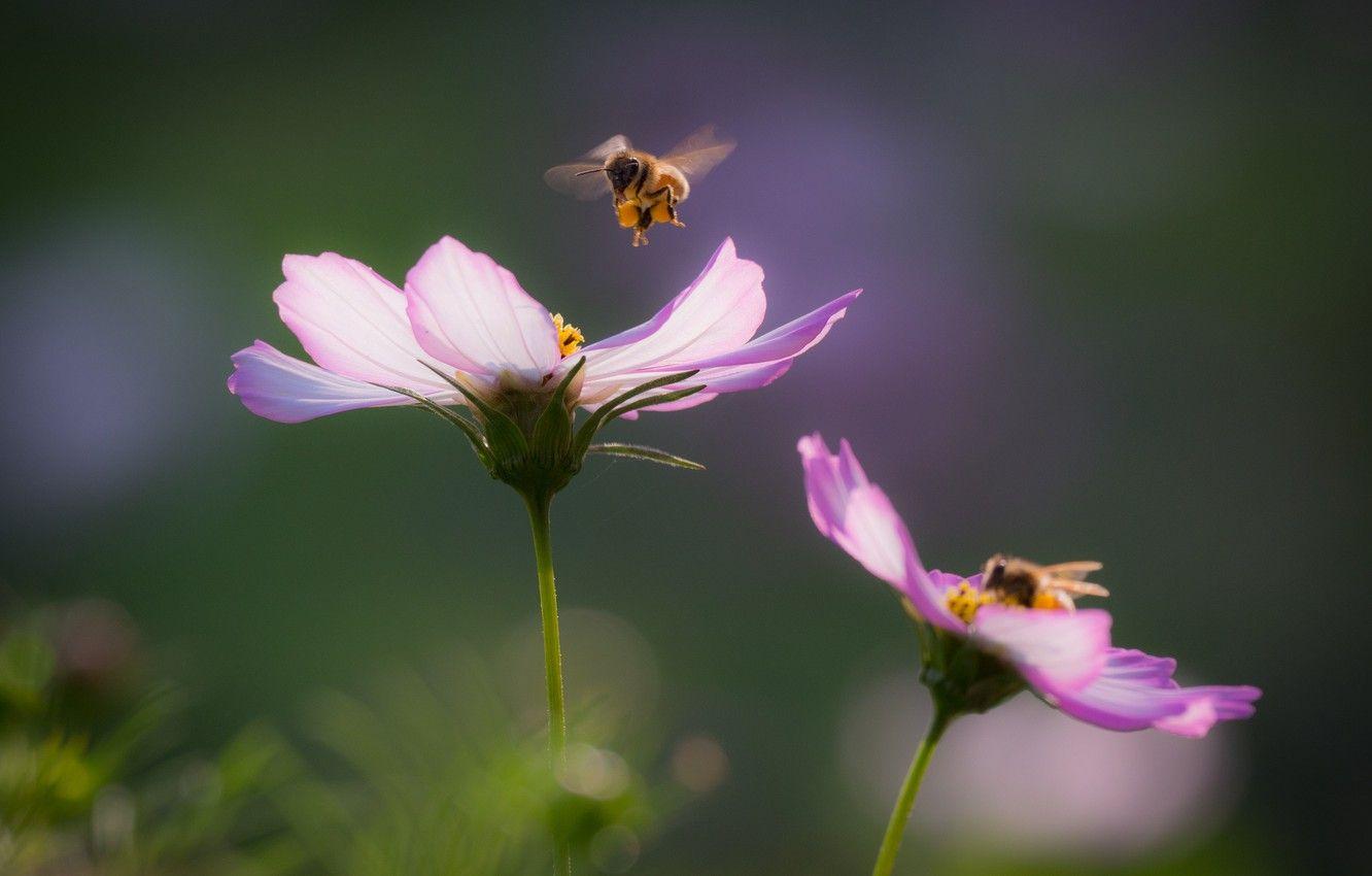1332x850 Wallpaper flowers, bokeh, bees image for desktop, section природа