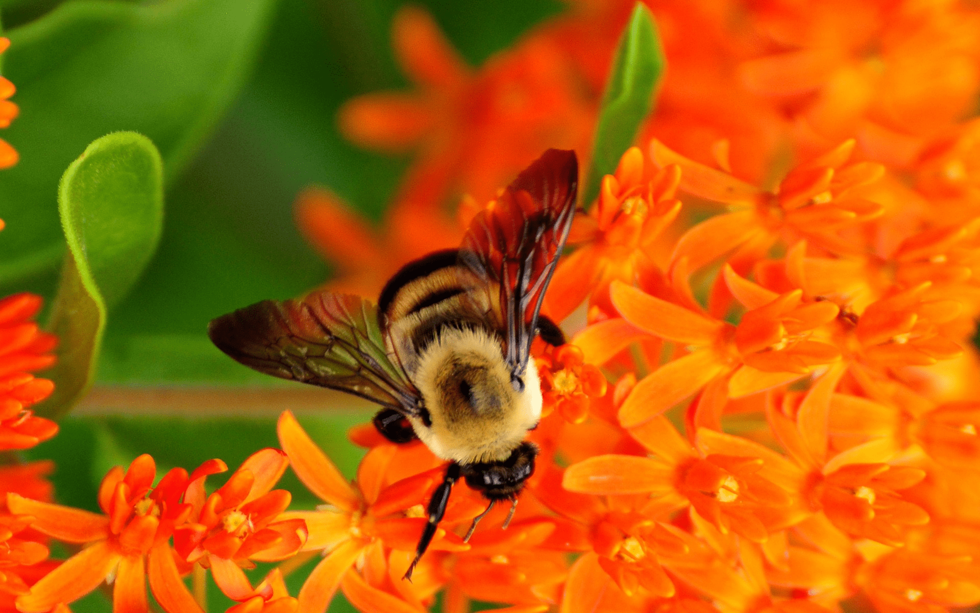 1920x1200 Bumble. Bee, Bee on flower, Bumble bee flowers