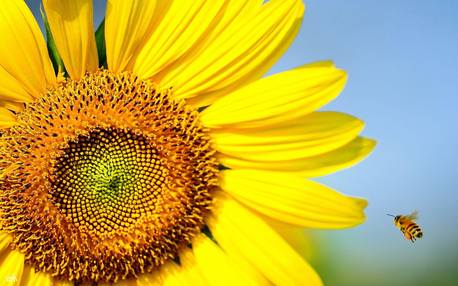 1920x1200 Flowers And Bee