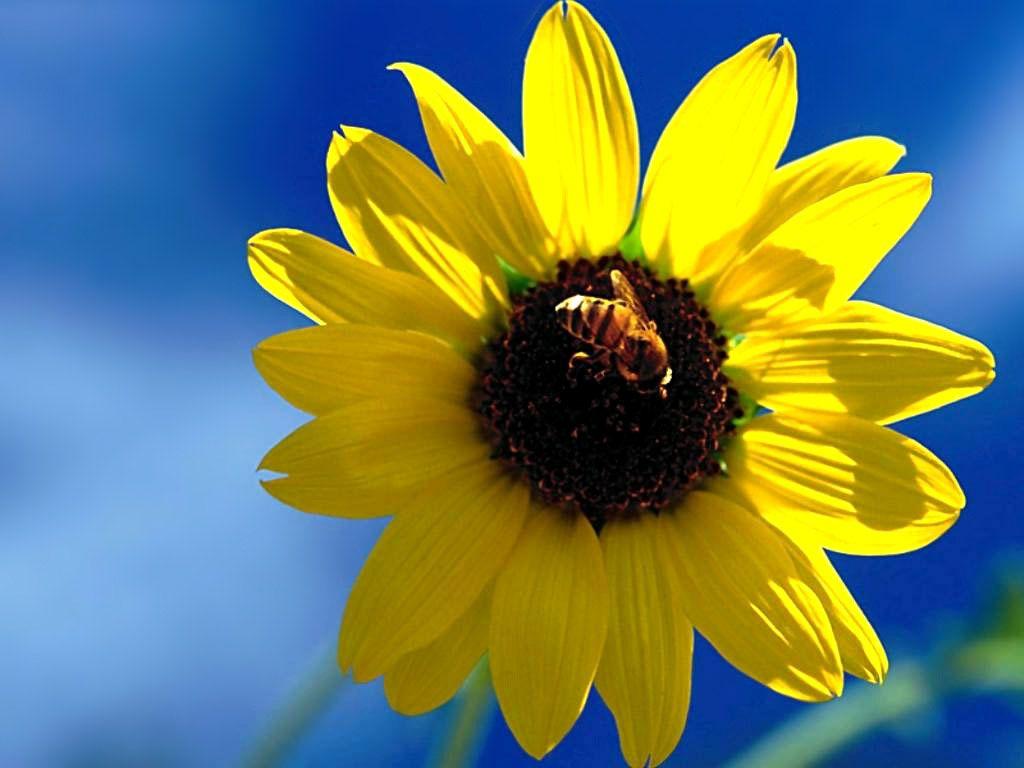 1024x768 Free download Rose Flowers Special flower wallpaper Sunflower Bee Wallpaper [1024x768] for your Desktop, Mobile & Tablet. Explore Bee Wallpaper. Bee Wallpaper for Kitchen, Honey Bee Wallpaper, Honey Bee