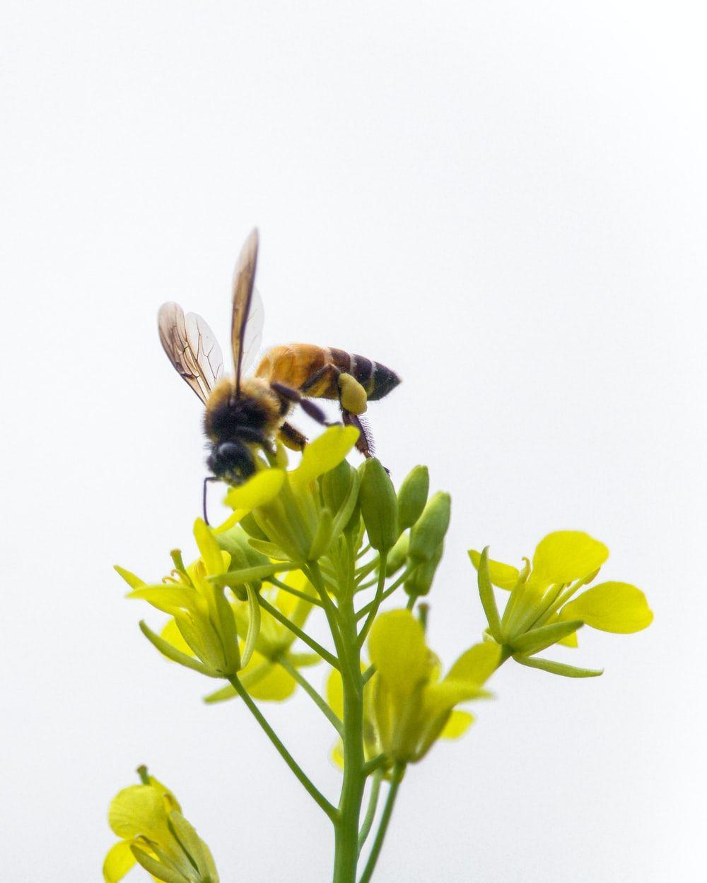 1000x1250 Bee Picture. Download Free Image