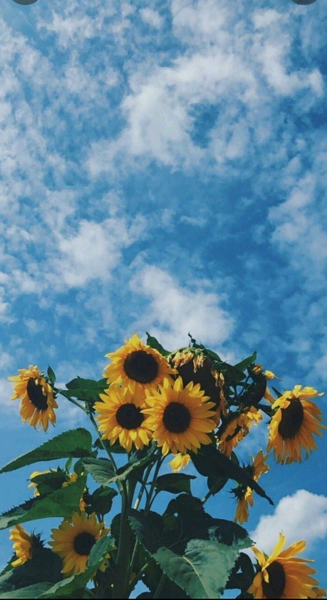1080x1980 Sunflower Wallpaper