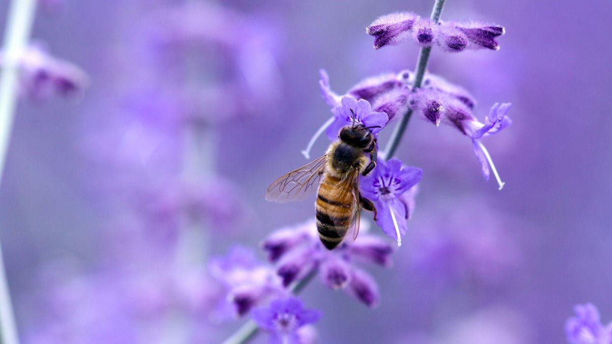 1244x700 Bee insect bees flower flowers wallpaperx1080