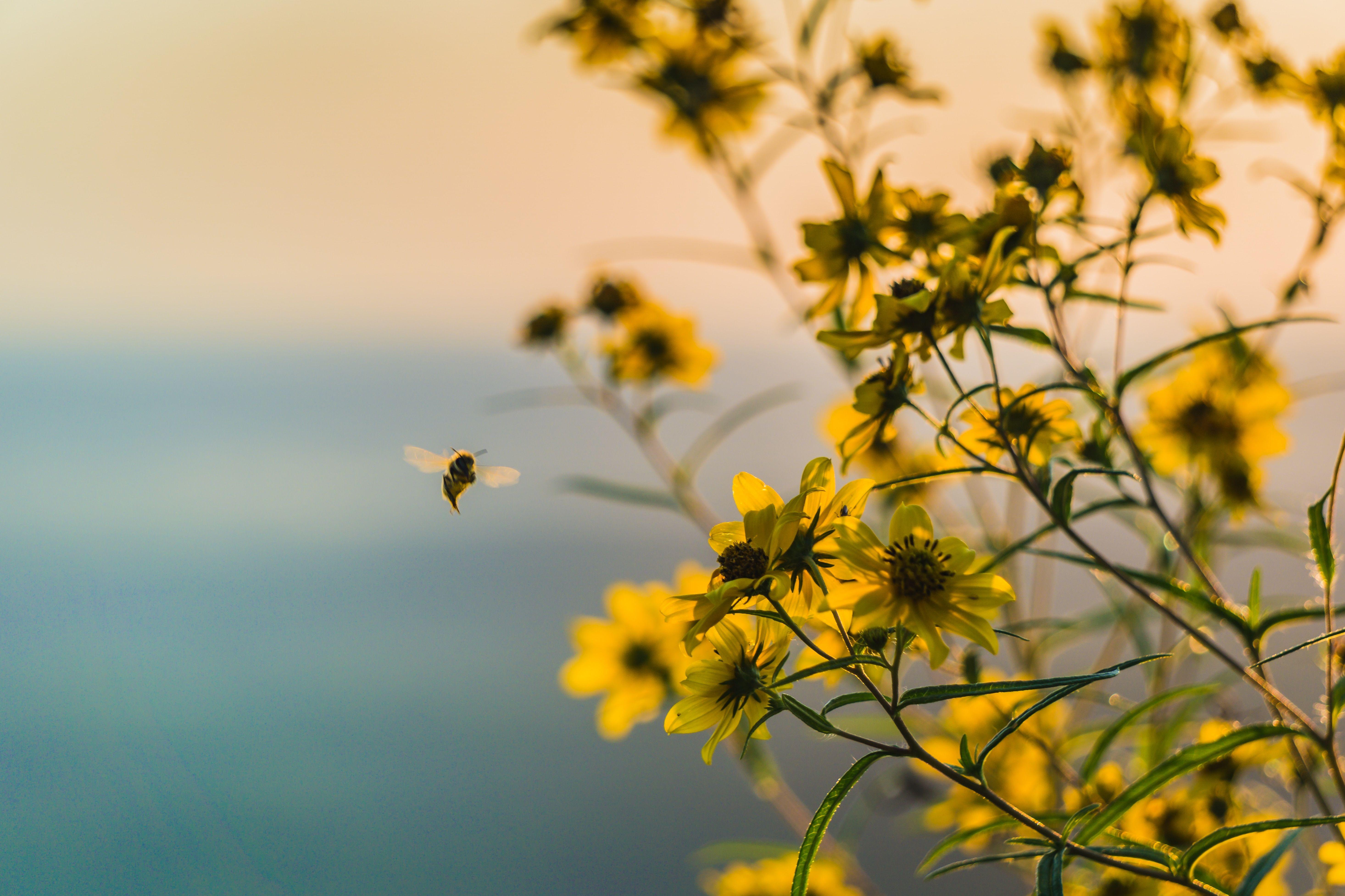 5863x3909 bee and red daisy free image