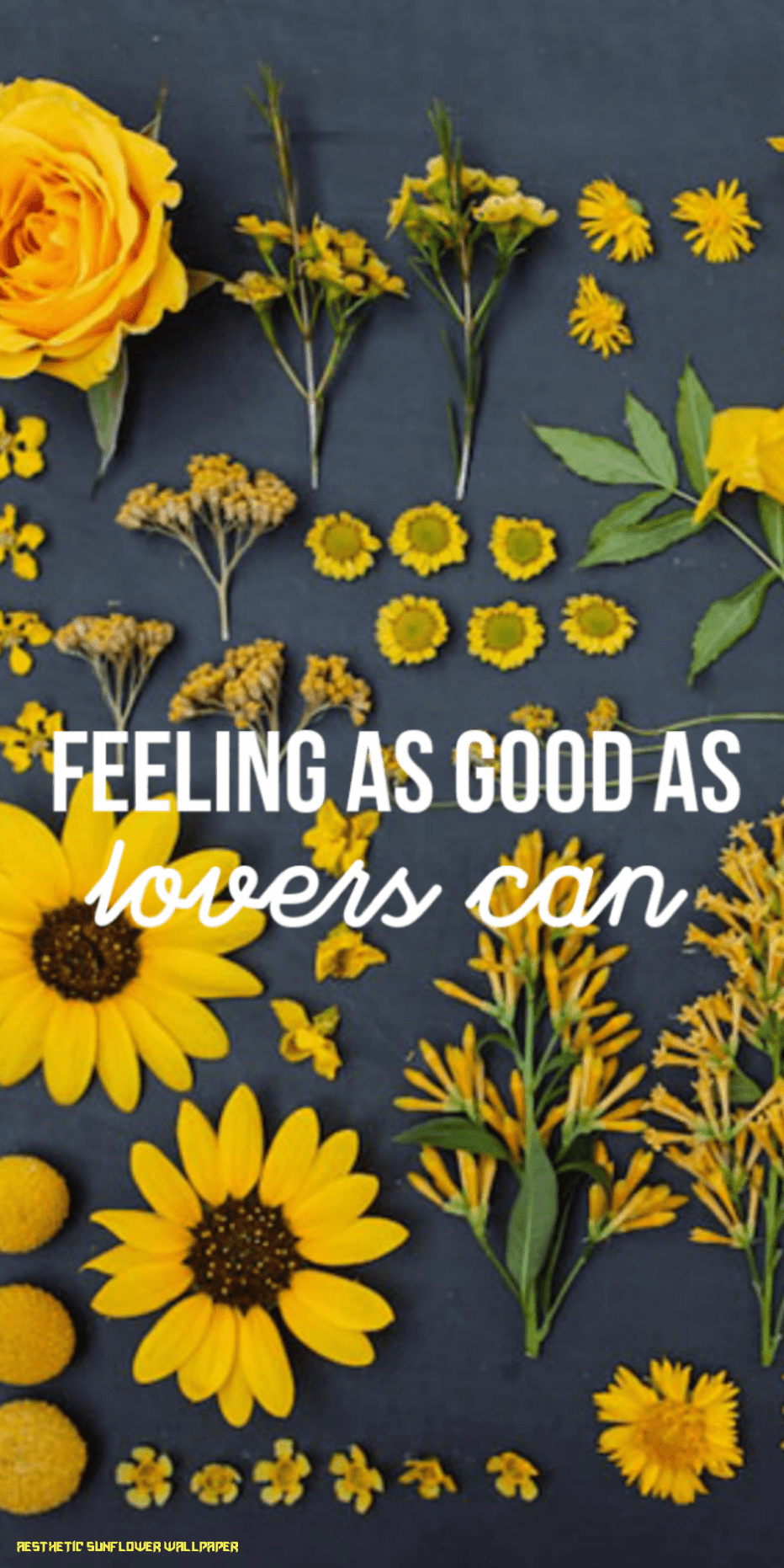 932x1862 Aesthetic Sunflower HD Wallpaper
