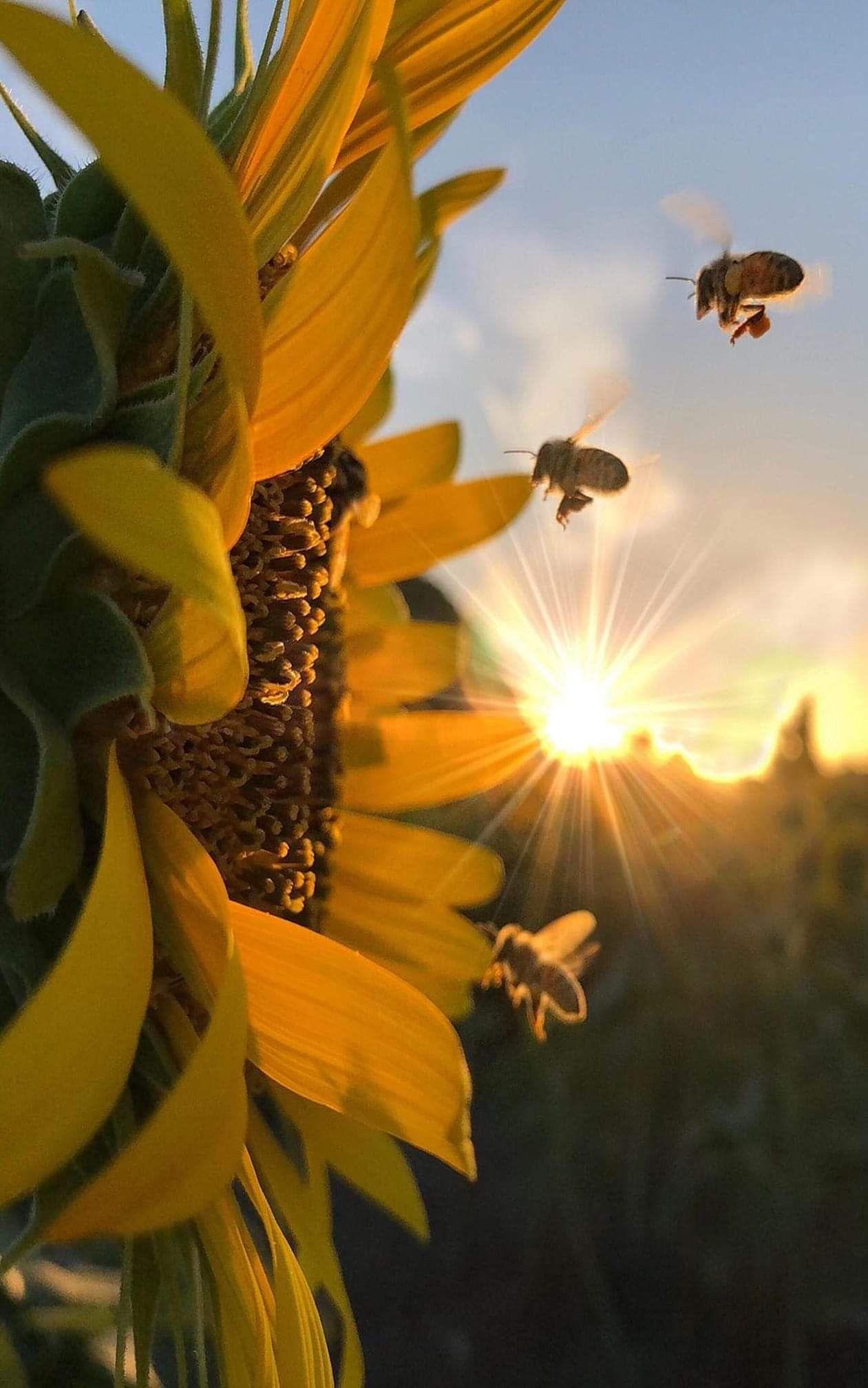 1261x2015 It's going to Bee a Beeautiful Day .. Sunflower picture, Sunflower photography, Sunflower wallpaper