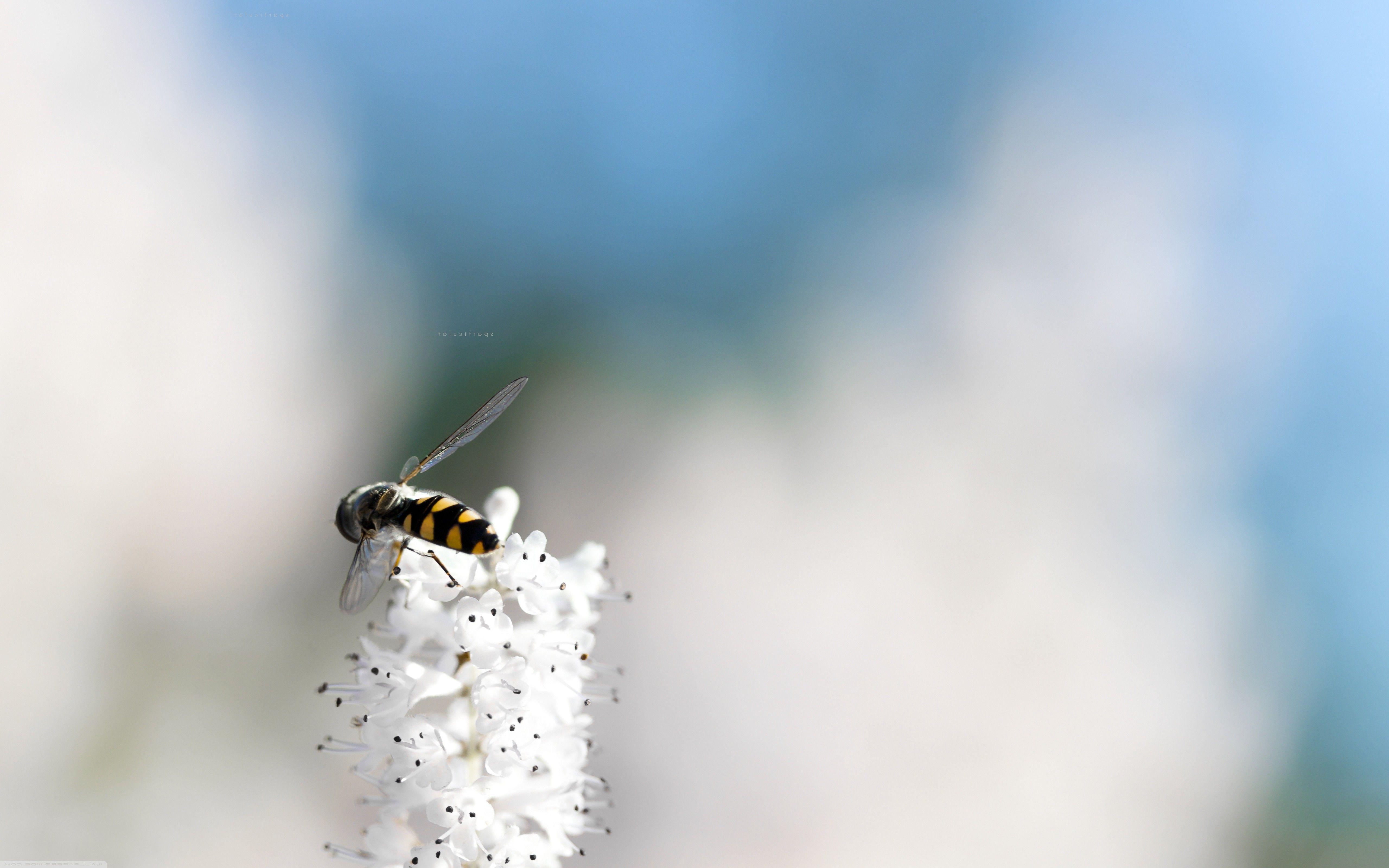 5120x3200 Bees On White Flowers