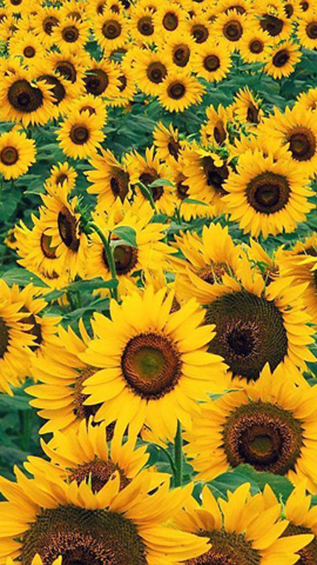 1080x1920 Sunflowers Desktop Background