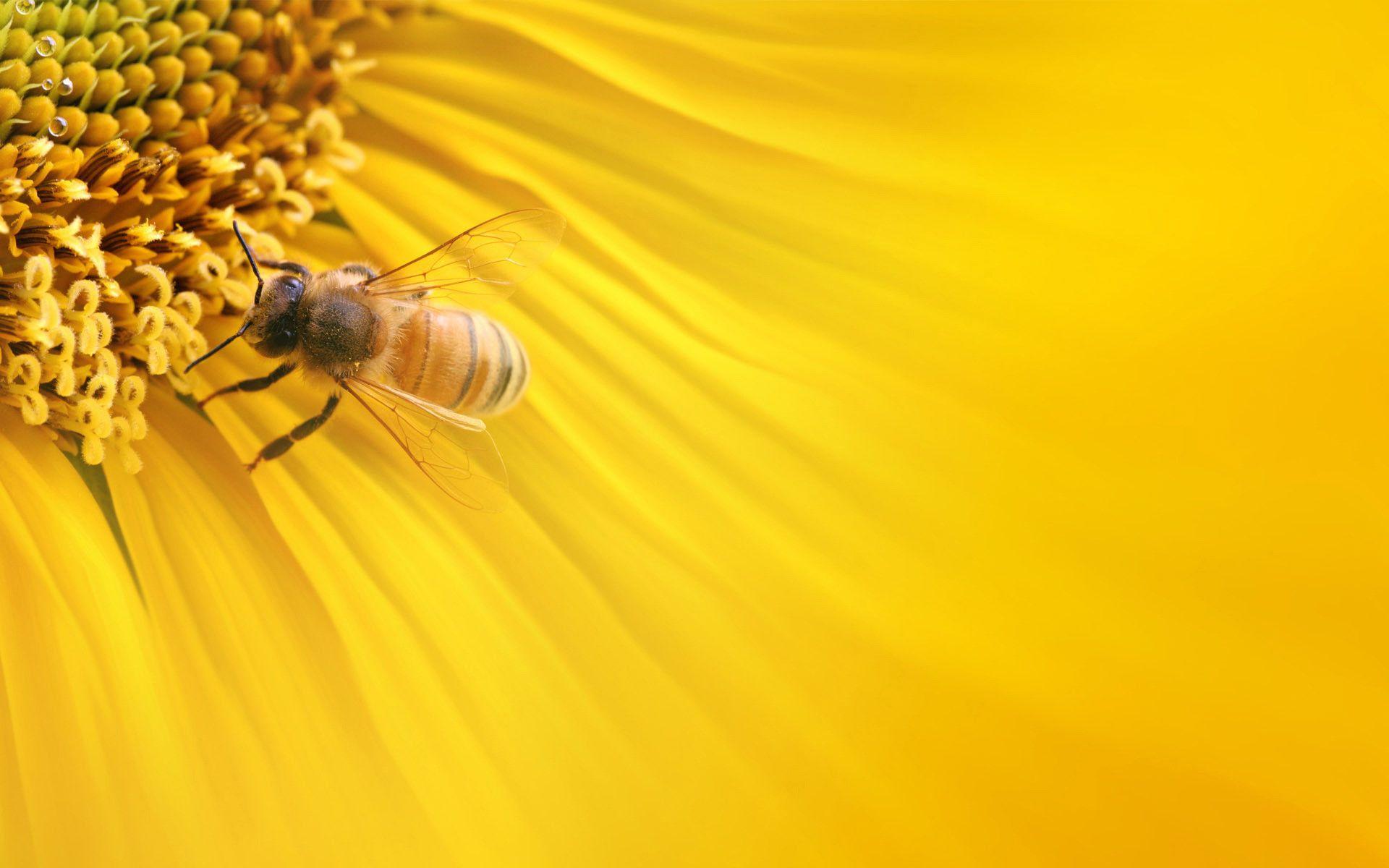 1920x1200 Bee Wallpaper background picture