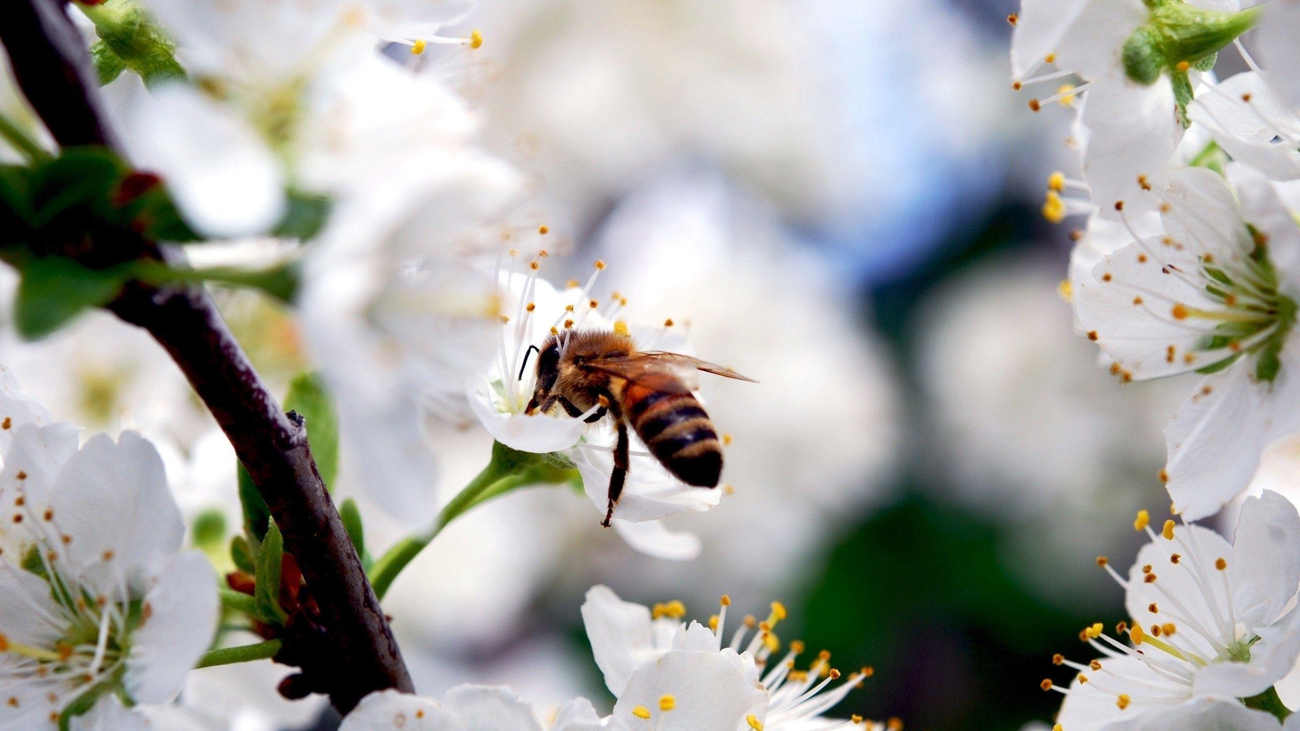 2560x1440 macro bee. Macro Bee Flower Pollination White wallpaper. Spring nature, Flowers petals, Bee