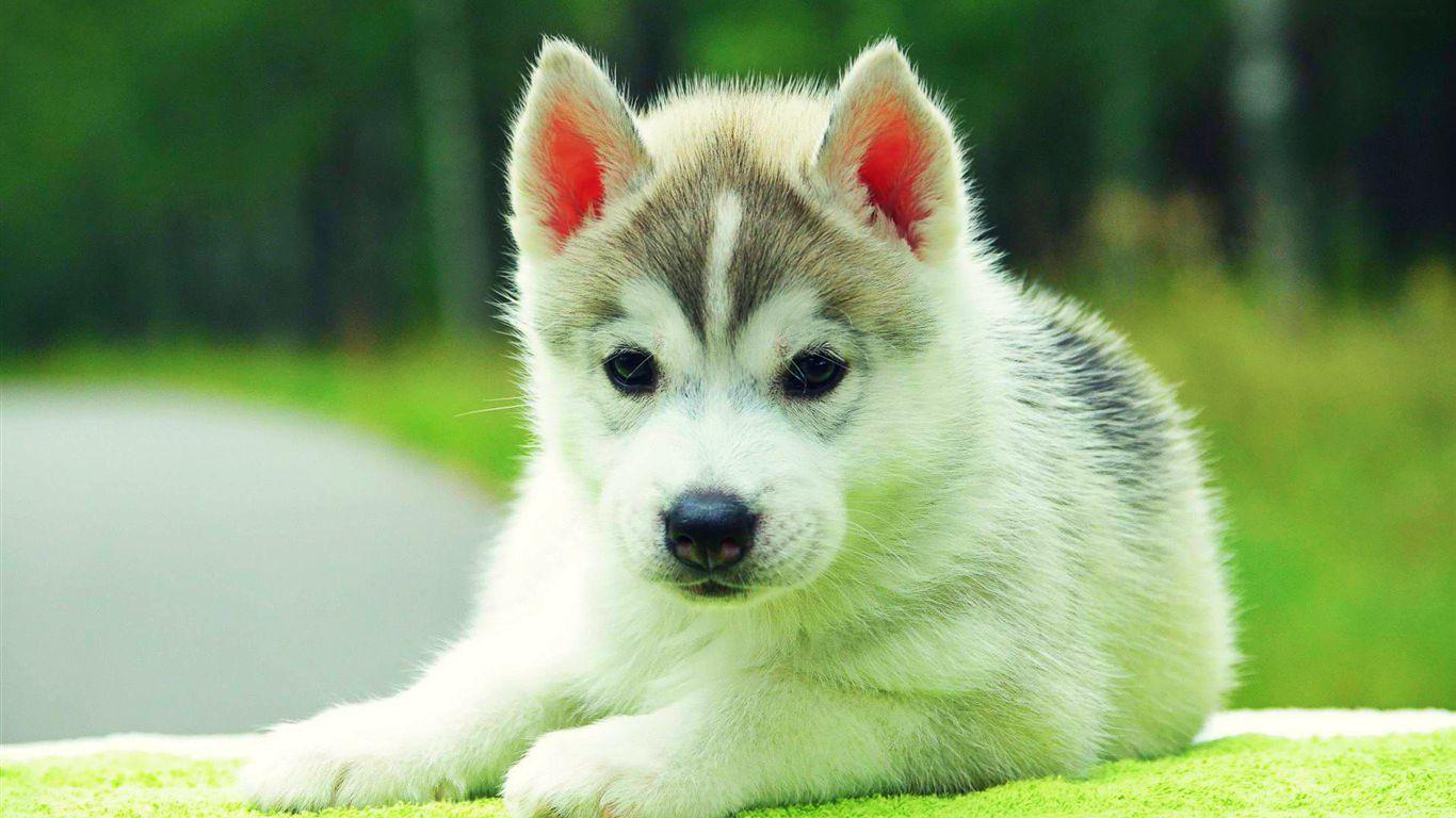 1366x768 Free download Baby Puppy Wallpaper [1366x768] for your Desktop, Mobile & Tablet. Explore Baby Dog Wallpaper. Cute Puppies Wallpaper, Cute Cats and Dogs Wallpaper, Cute Dog Wallpaper for Desktop