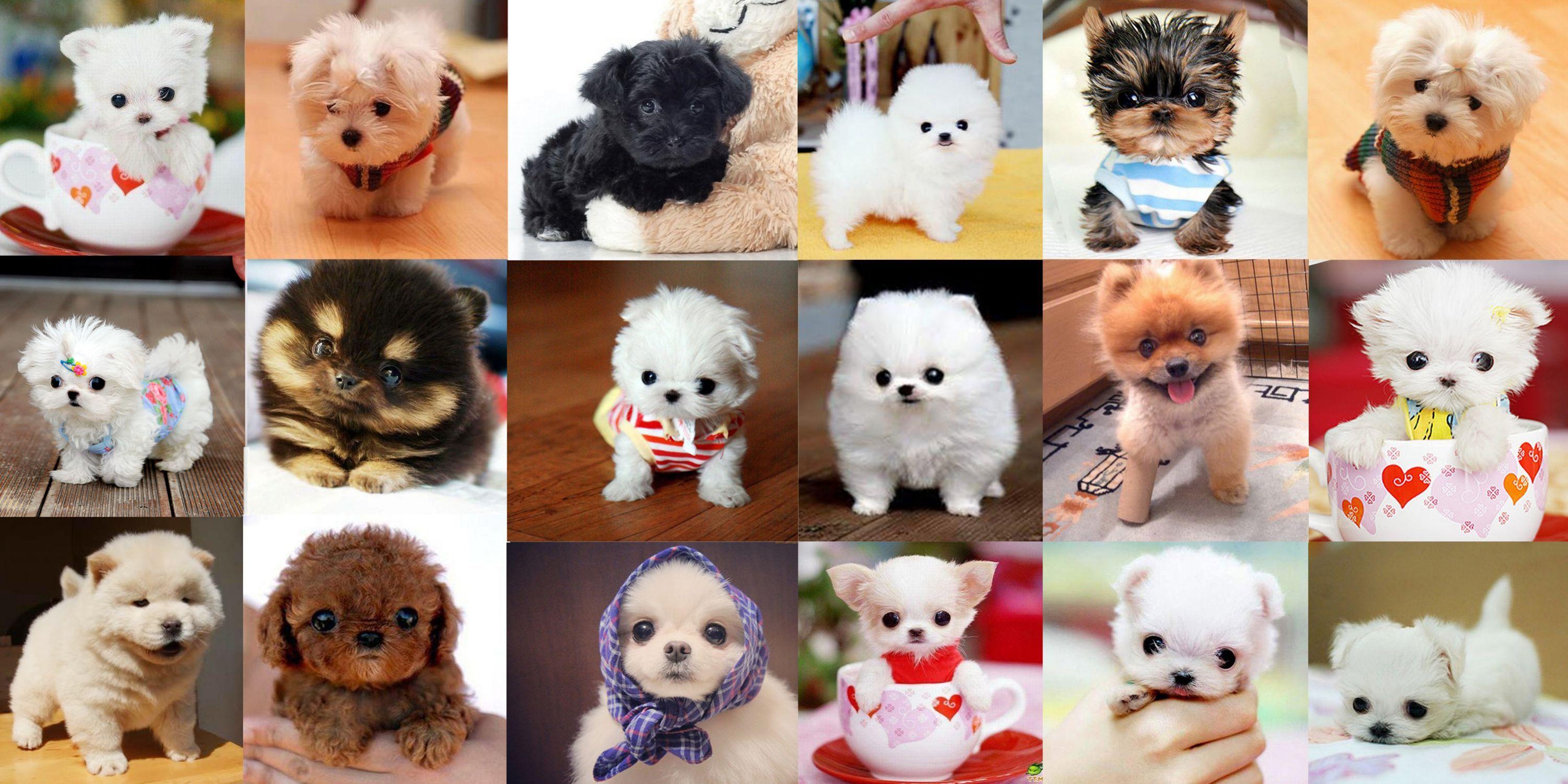 2999x1499 Puppy wallpaper I made using the cutest puppy picture I found online!