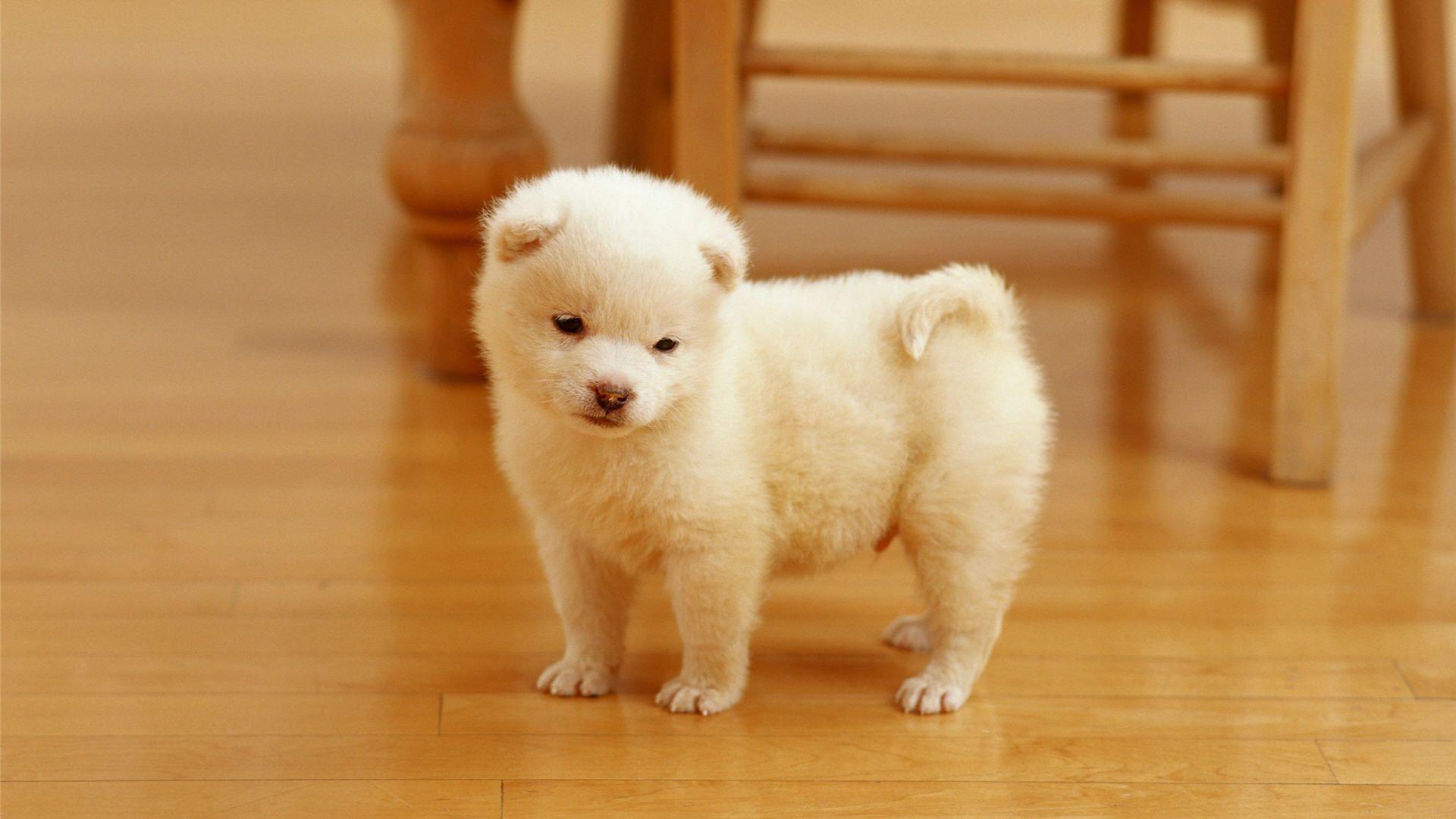 1920x1080 Cute Sad Puppy Wallpaper