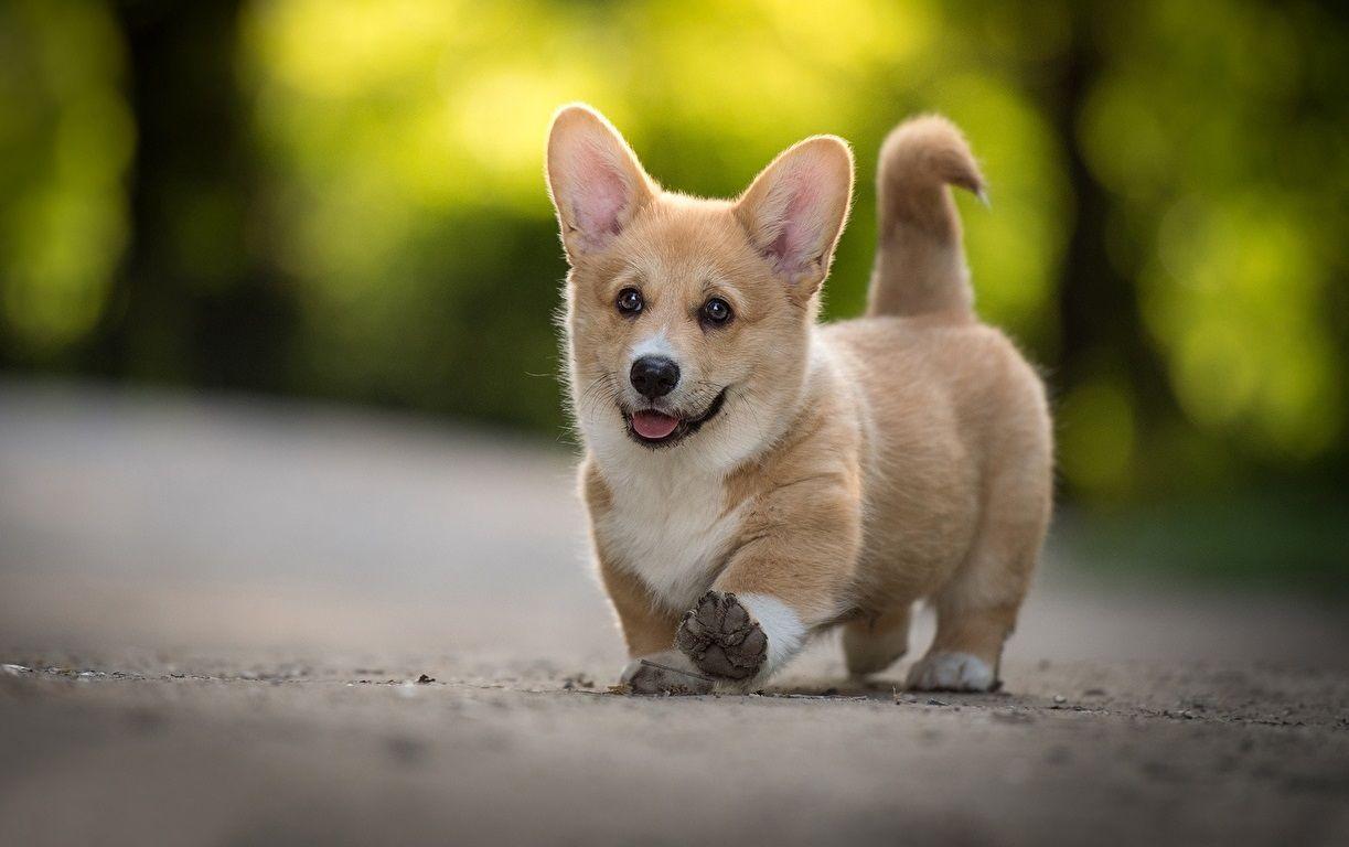 1223x768 Puppy Wallpaper HD Baby Welsh Corgi