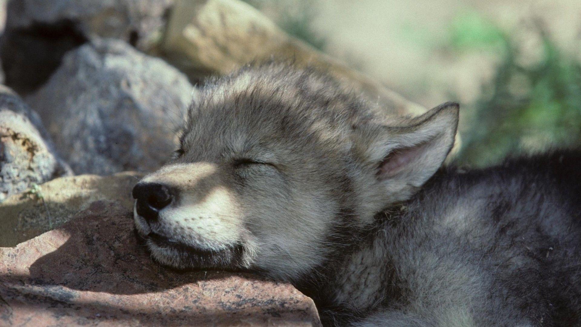 timber wolf puppies
