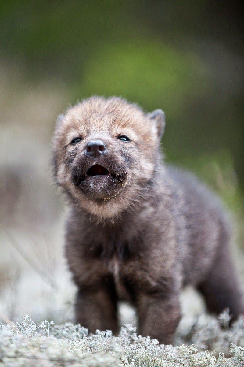 Cute Wolf Puppy Wallpapers - Top Free Cute Wolf Puppy Backgrounds ...