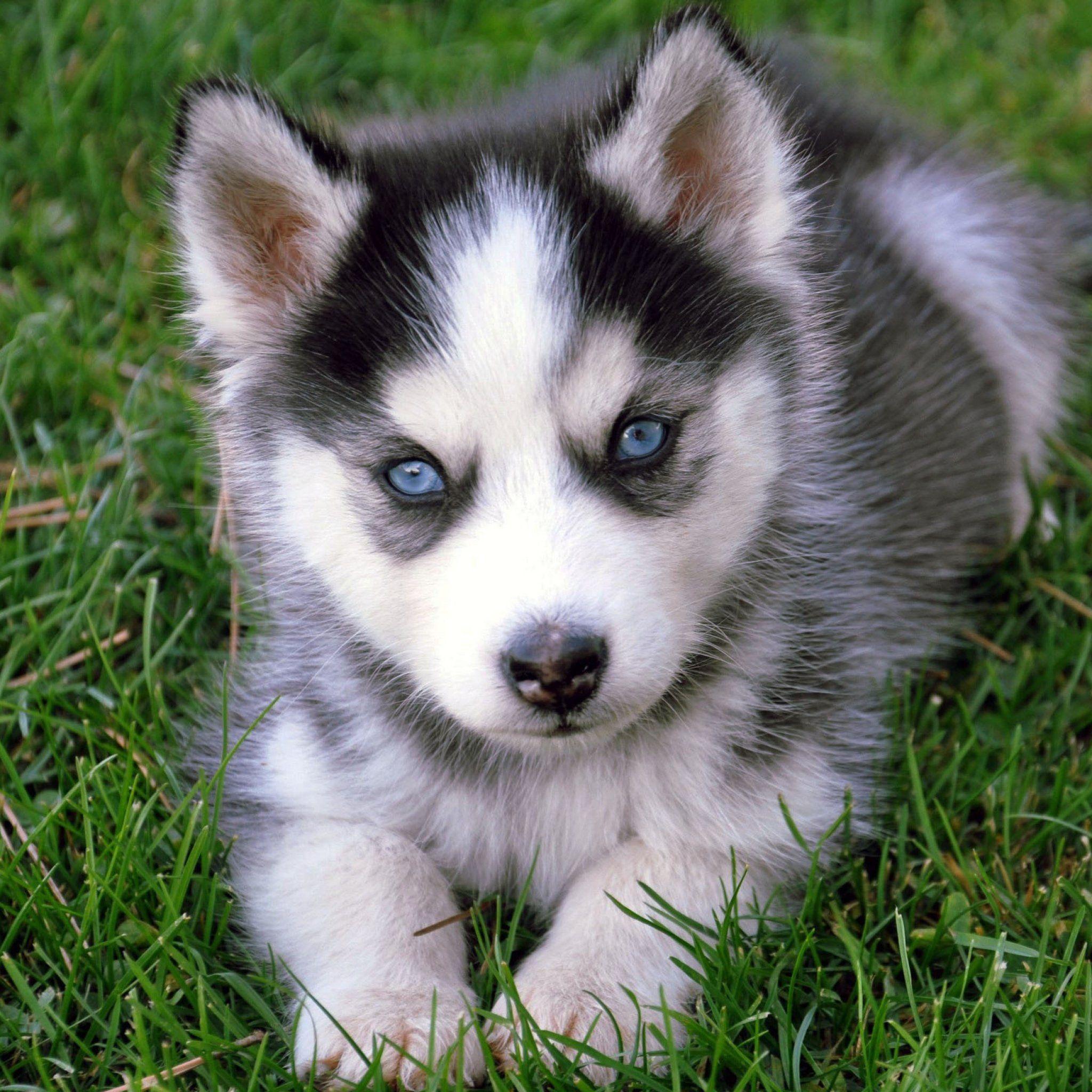 Cute Wolf Puppy Wallpapers - Top Free Cute Wolf Puppy Backgrounds