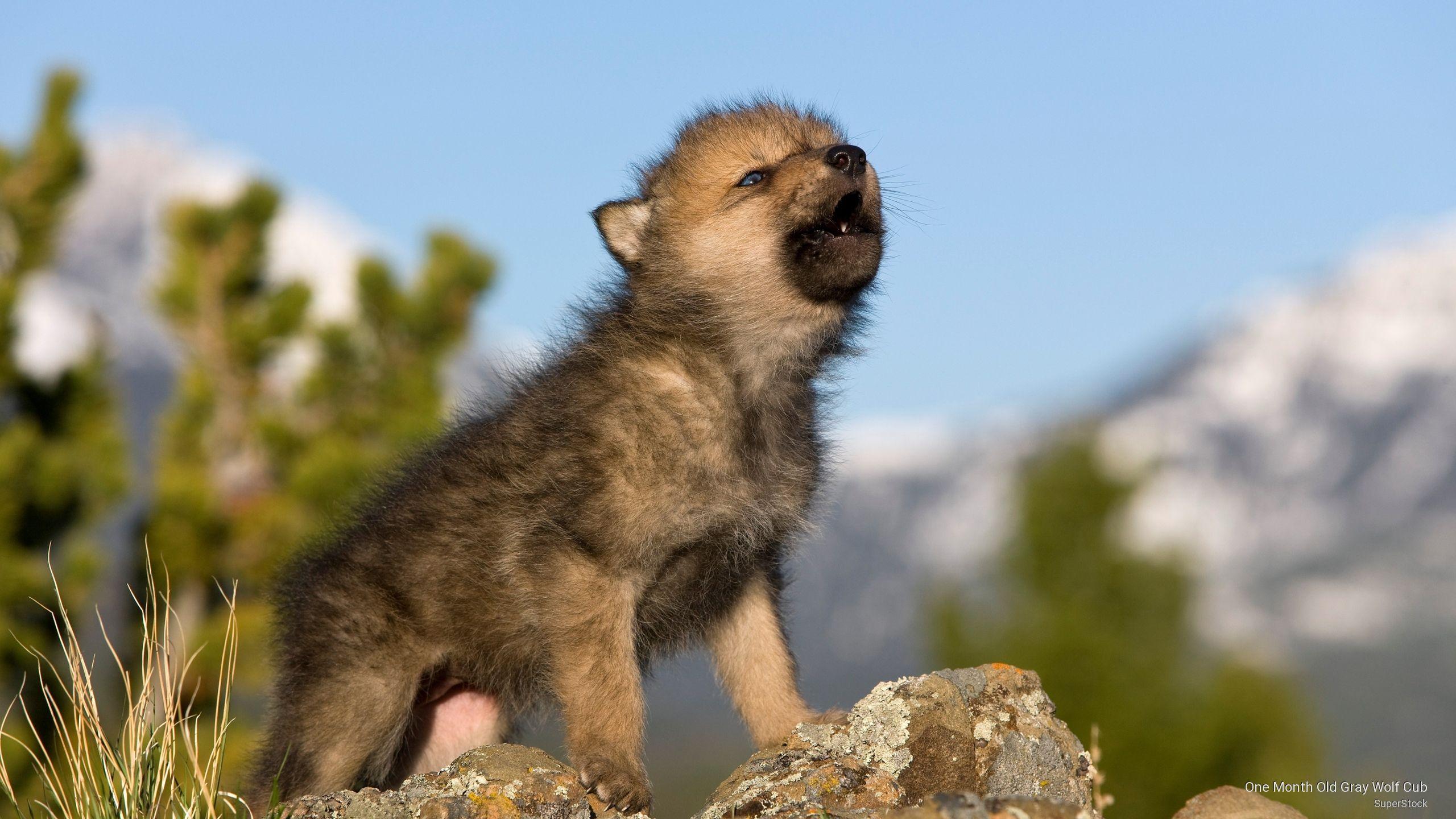 Cute Wolf Puppy Wallpaper
