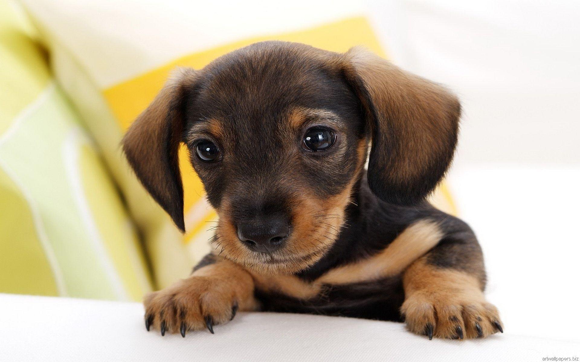 1920x1200 Wallpaper And26html's Cutest Dog HD Wallpaper