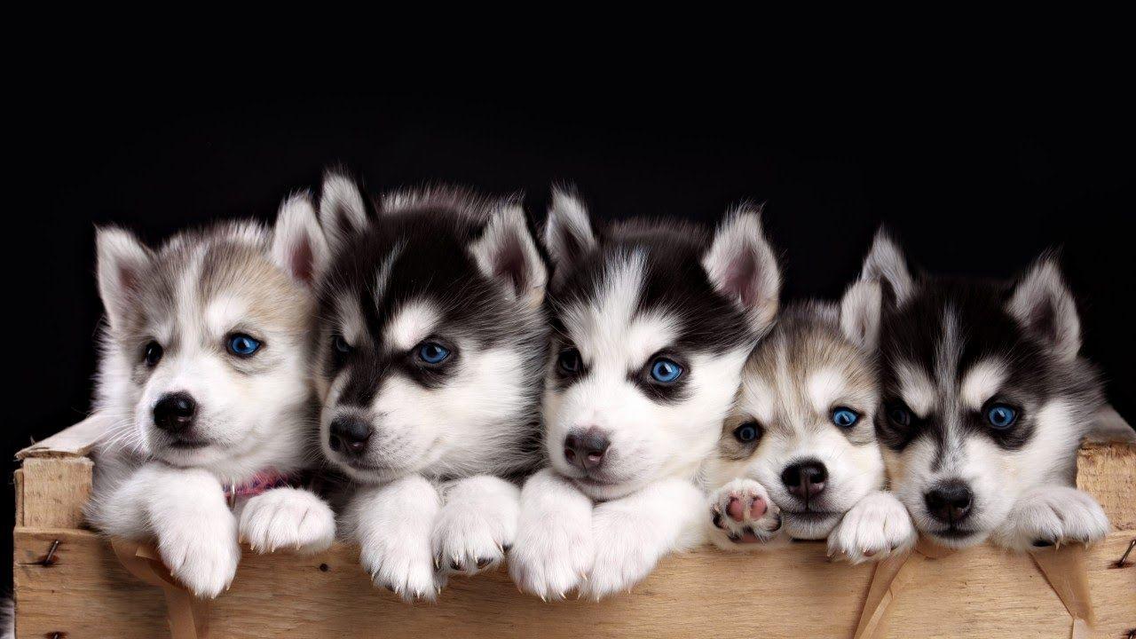 1280x720 Husky Puppy Wallpaper Elegant Impossibly Cute Husky Puppies Inspiration of The Hudson