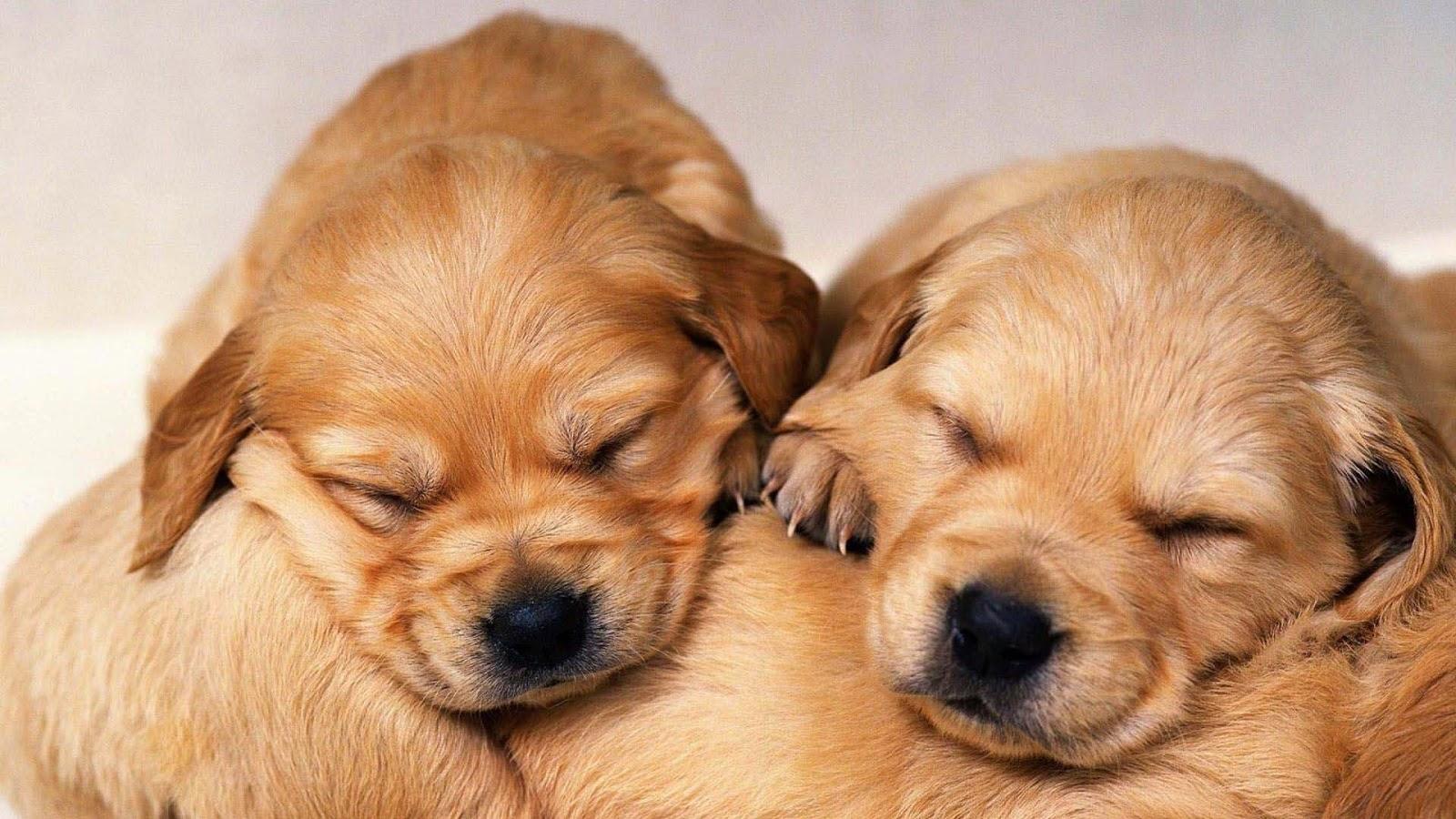 1600x900 3Y94KVL Free Golden Retriever Puppy Wallpaper 1600x900