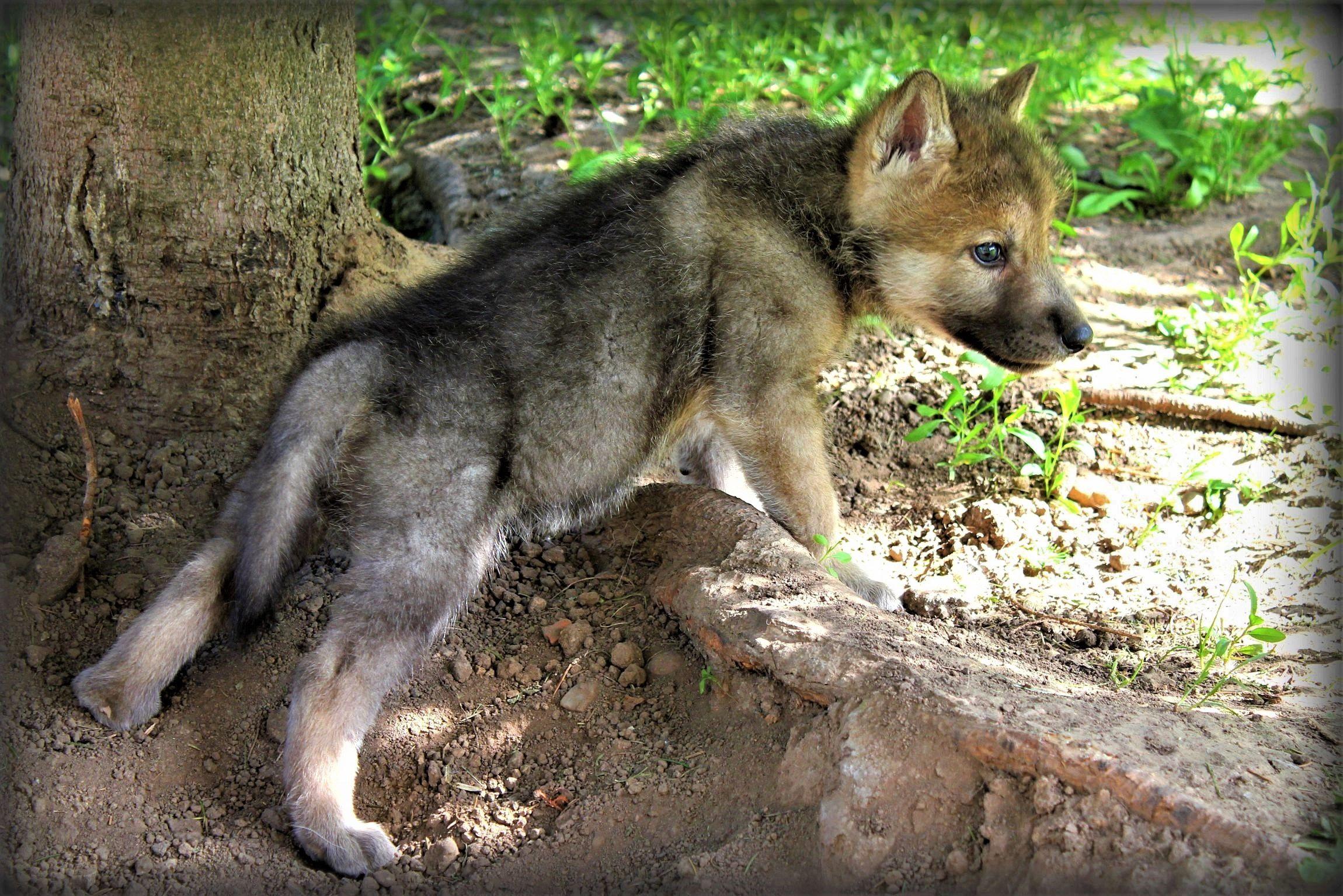 Cute Wolf Puppy Wallpapers - Top Free Cute Wolf Puppy Backgrounds