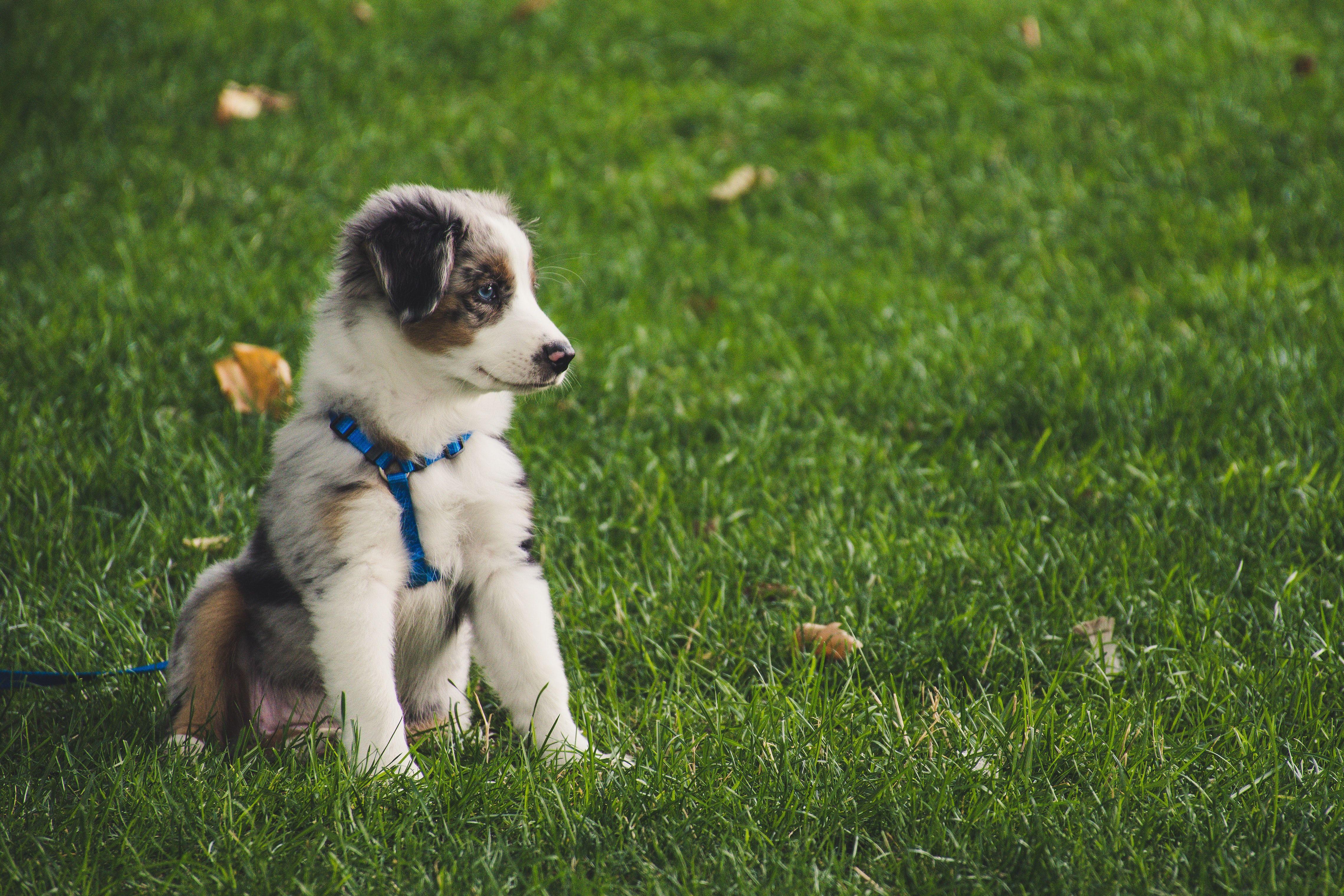 4560x3040 Puppy 4K wallpaper for your desktop or mobile screen free and easy to download