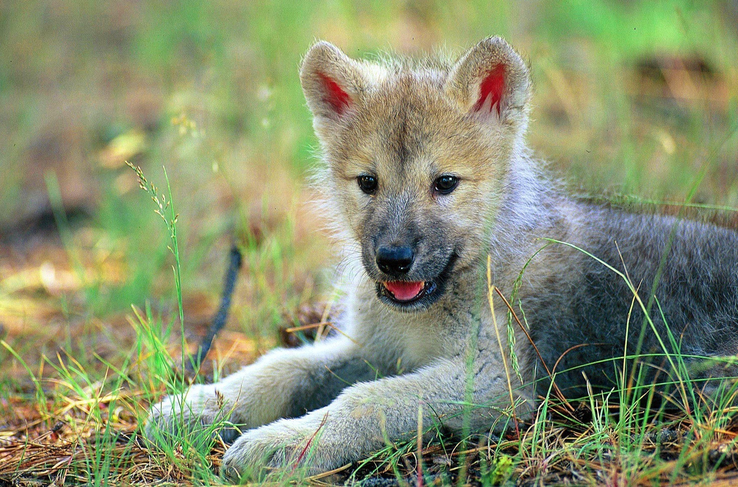 2944x1942 Wolf Pups Wallpaper