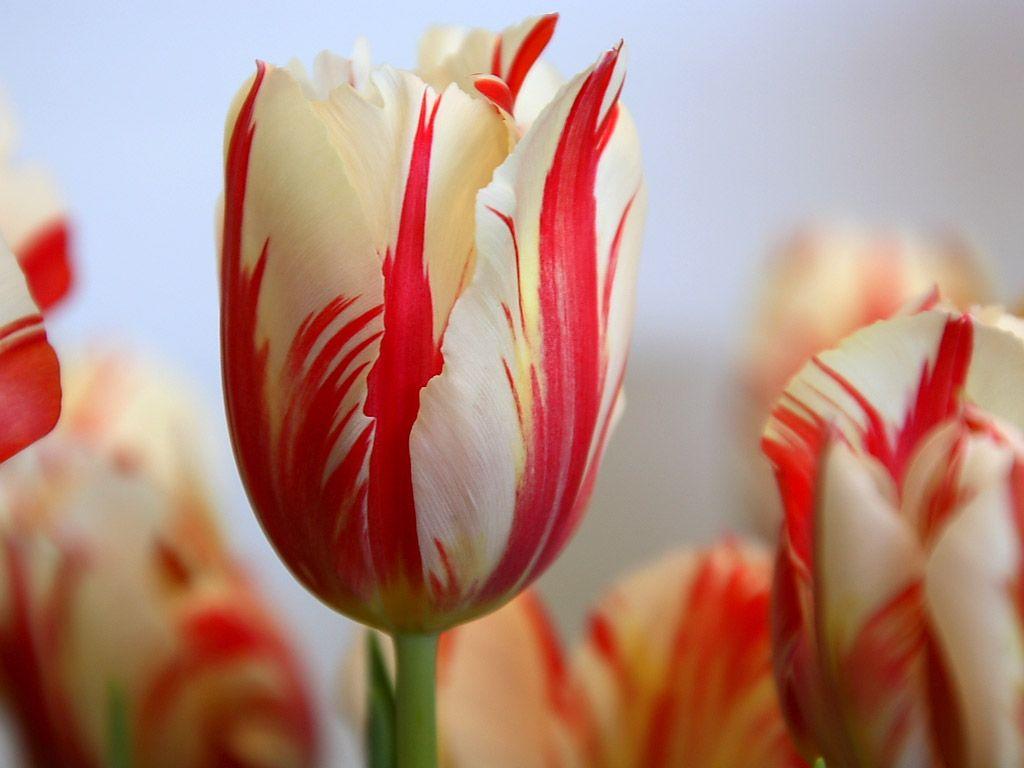 1024x768 Unique Flower Wallpaper