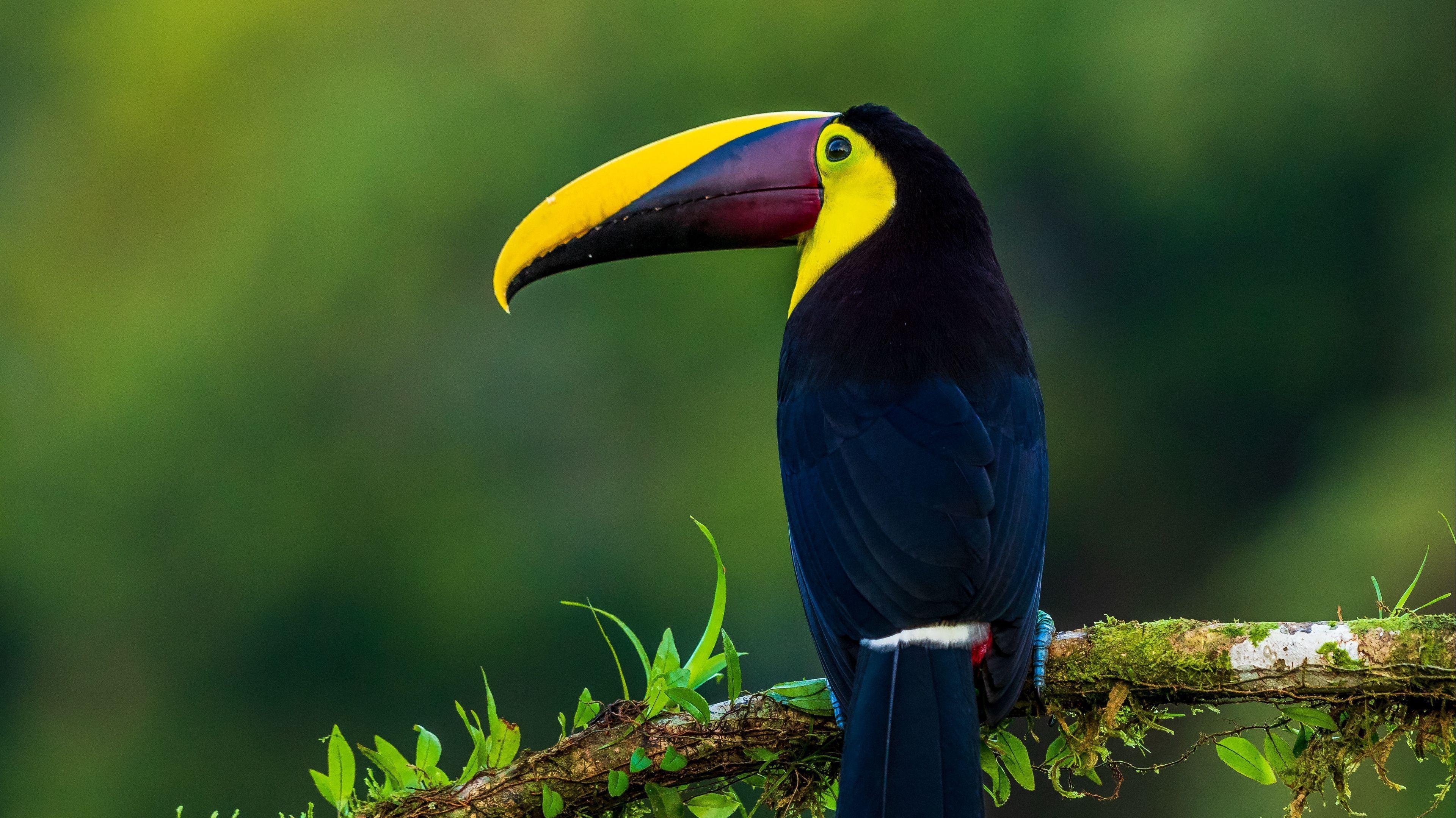3840x2160 Birds 4k Wallpaper