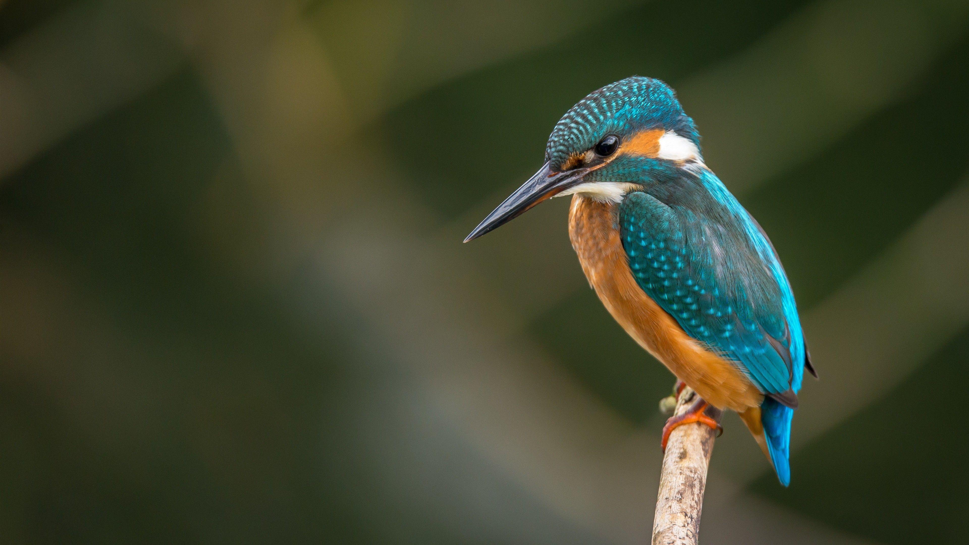 3840x2160 Birds 4k Wallpaper