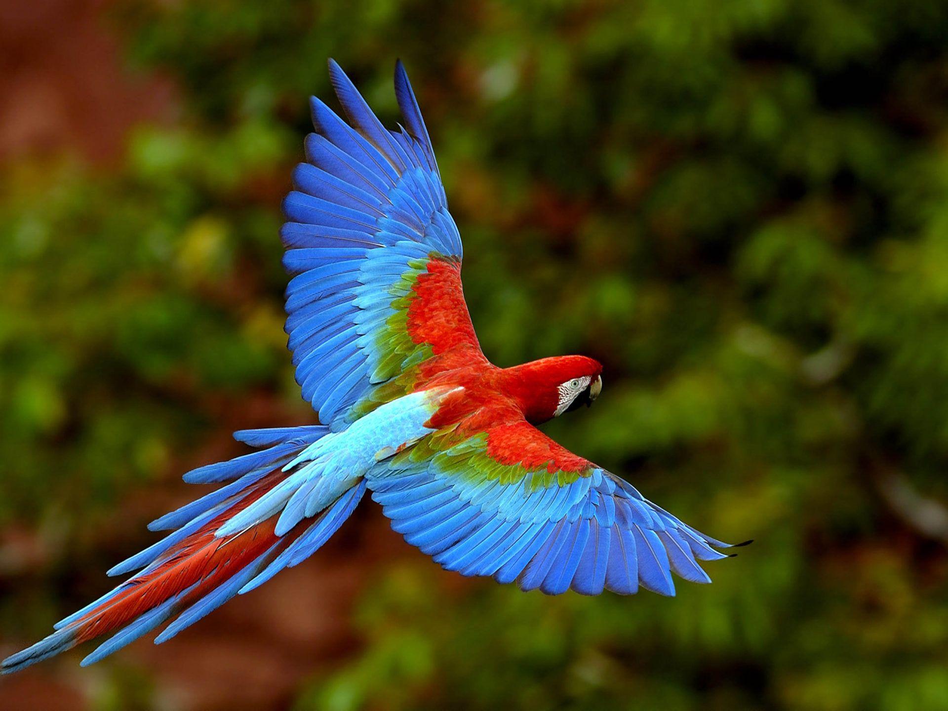 1920x1440 Bird In Flight Wings Macaws Long Tailed Parrots Colorful Birds 4k Ultra HD 1610 Desktop Background For Pc & Mac Laptop Tablet Mobile Phone :