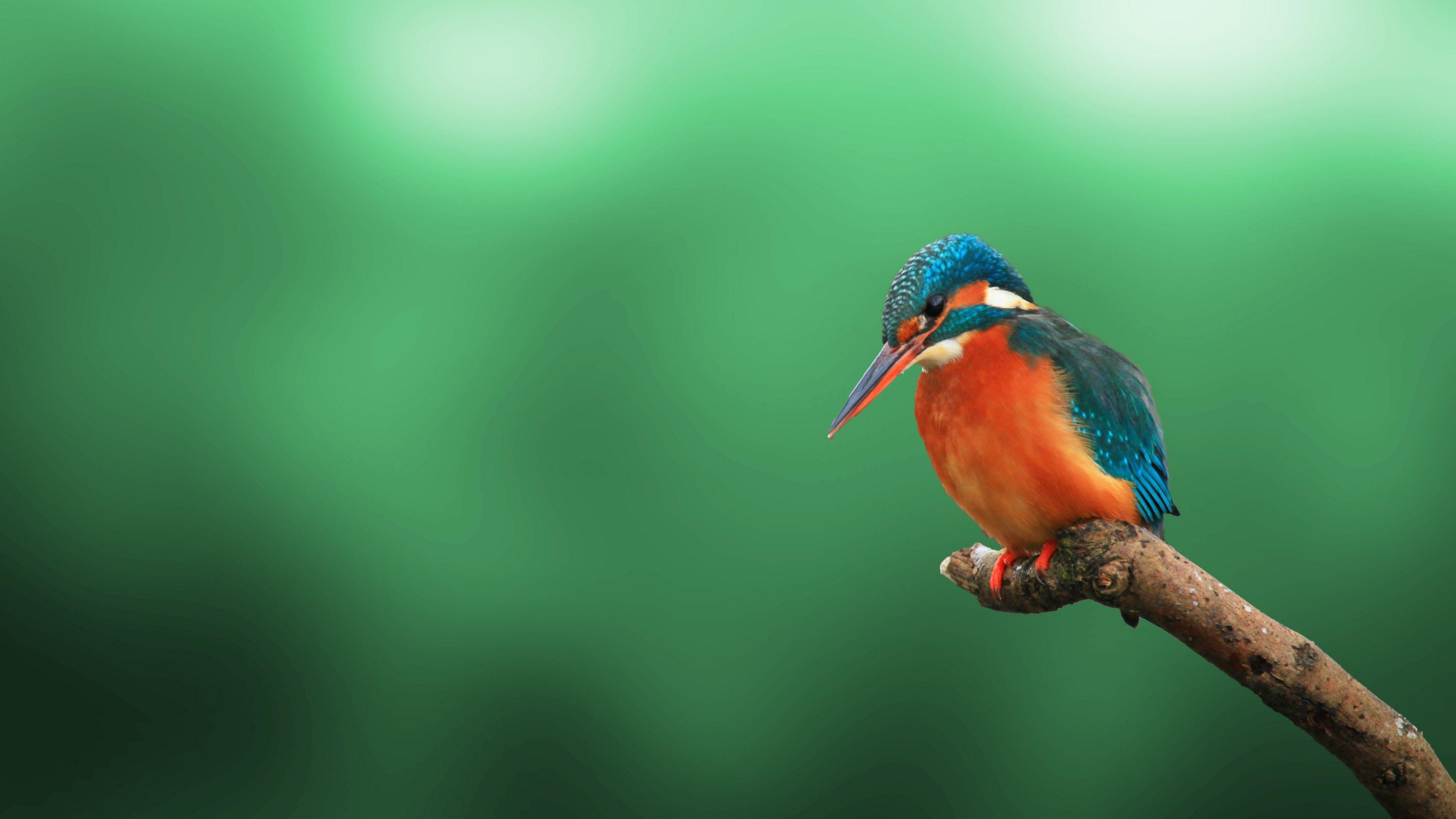 Bird 3840X2160 Wallpapers - Top Free Bird 3840X2160 Backgrounds